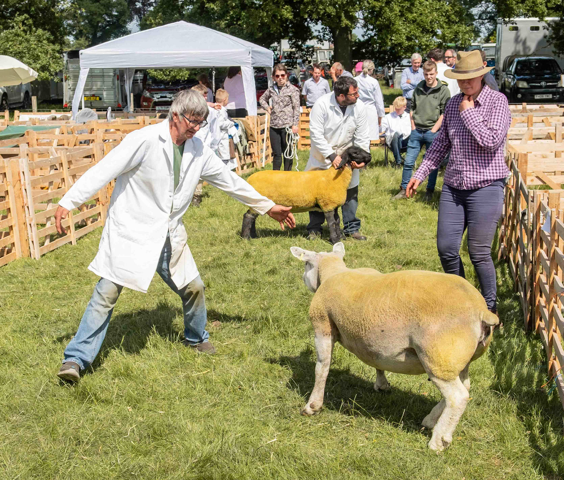Herding at Otterington  Country Show - North Yorkshire UK