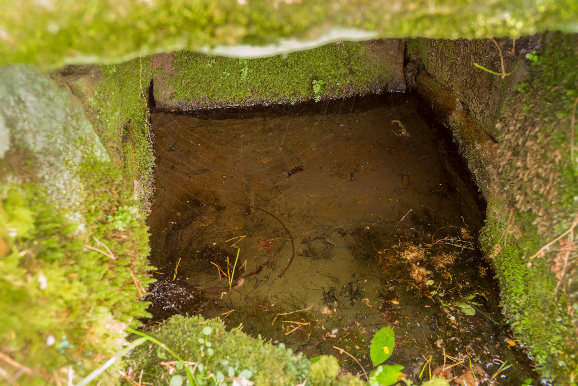 Old Wive's Well Close View - Cropton Forest North Yorkshire UK 2024