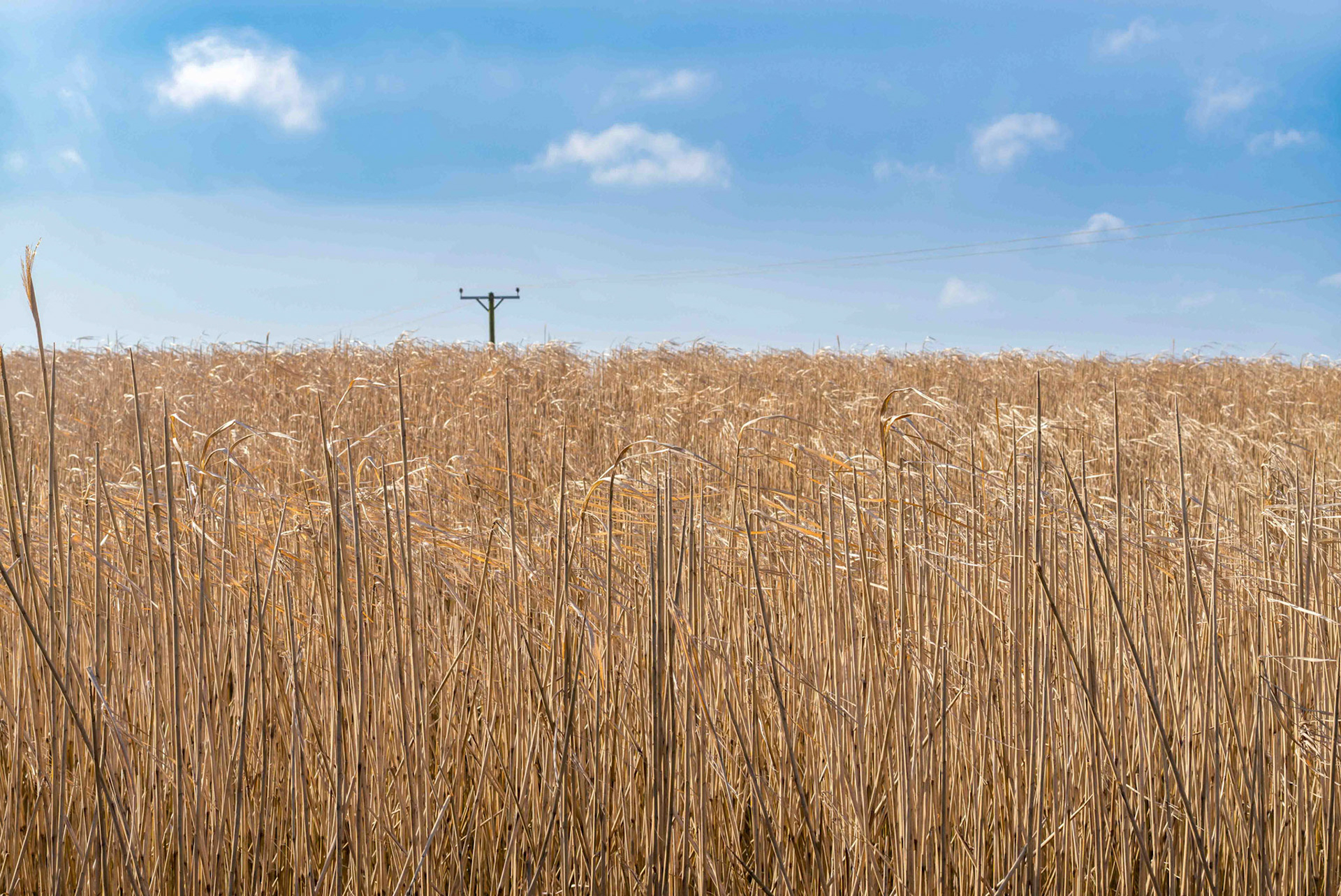 Hayfield - North Yorkshire UK 2024
