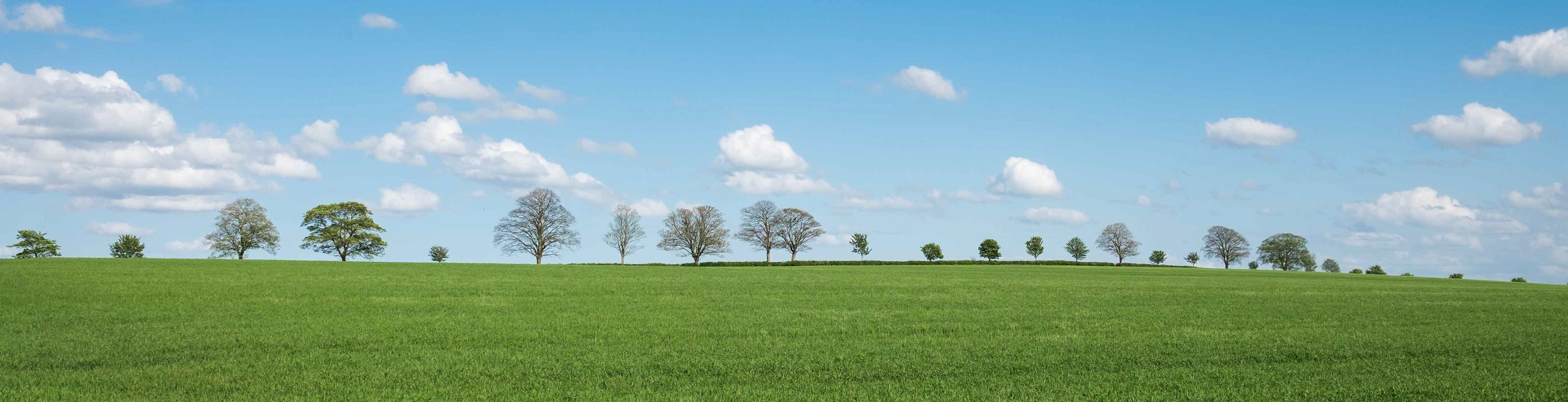 Row of Trees - Lime Lane Nr Howgrave North Yorkshire UK 2017