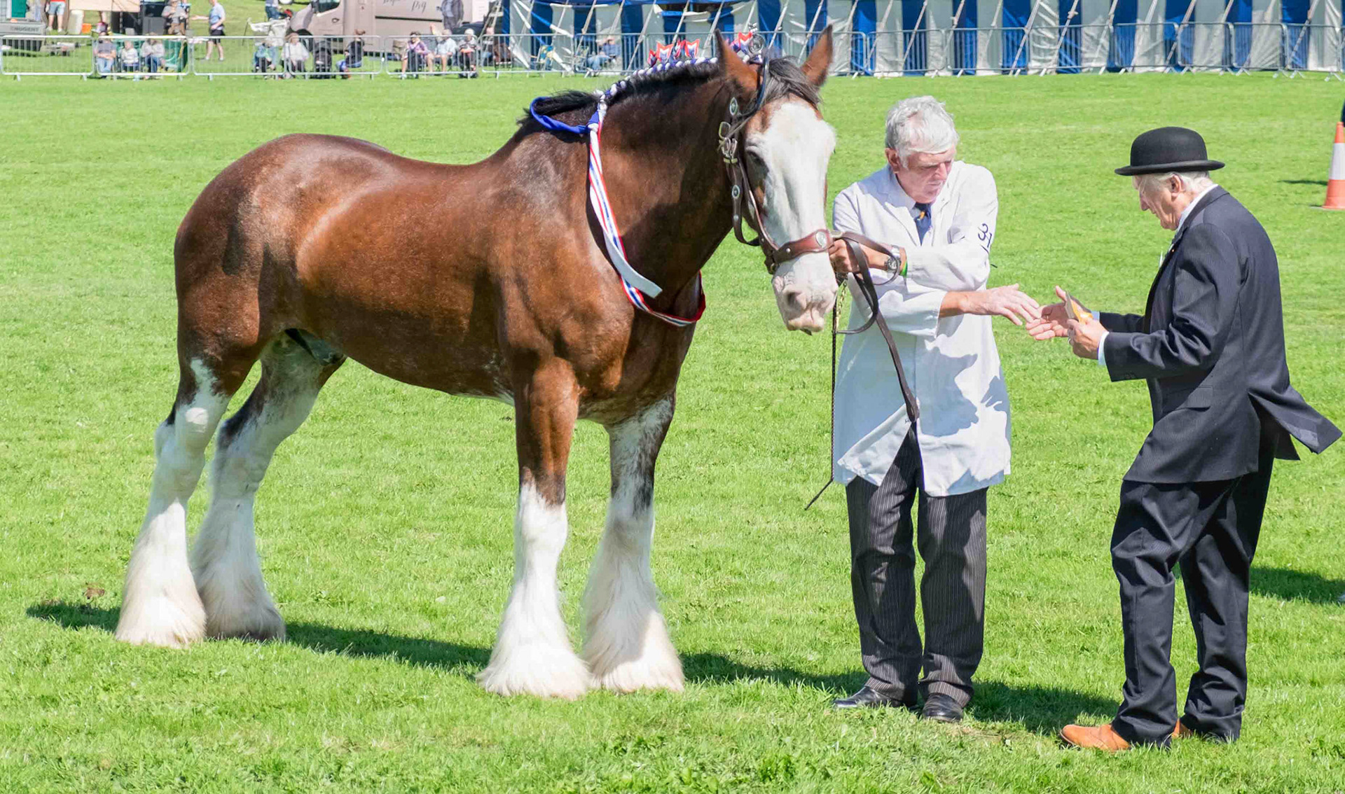 Horse Show Winner - County Durham