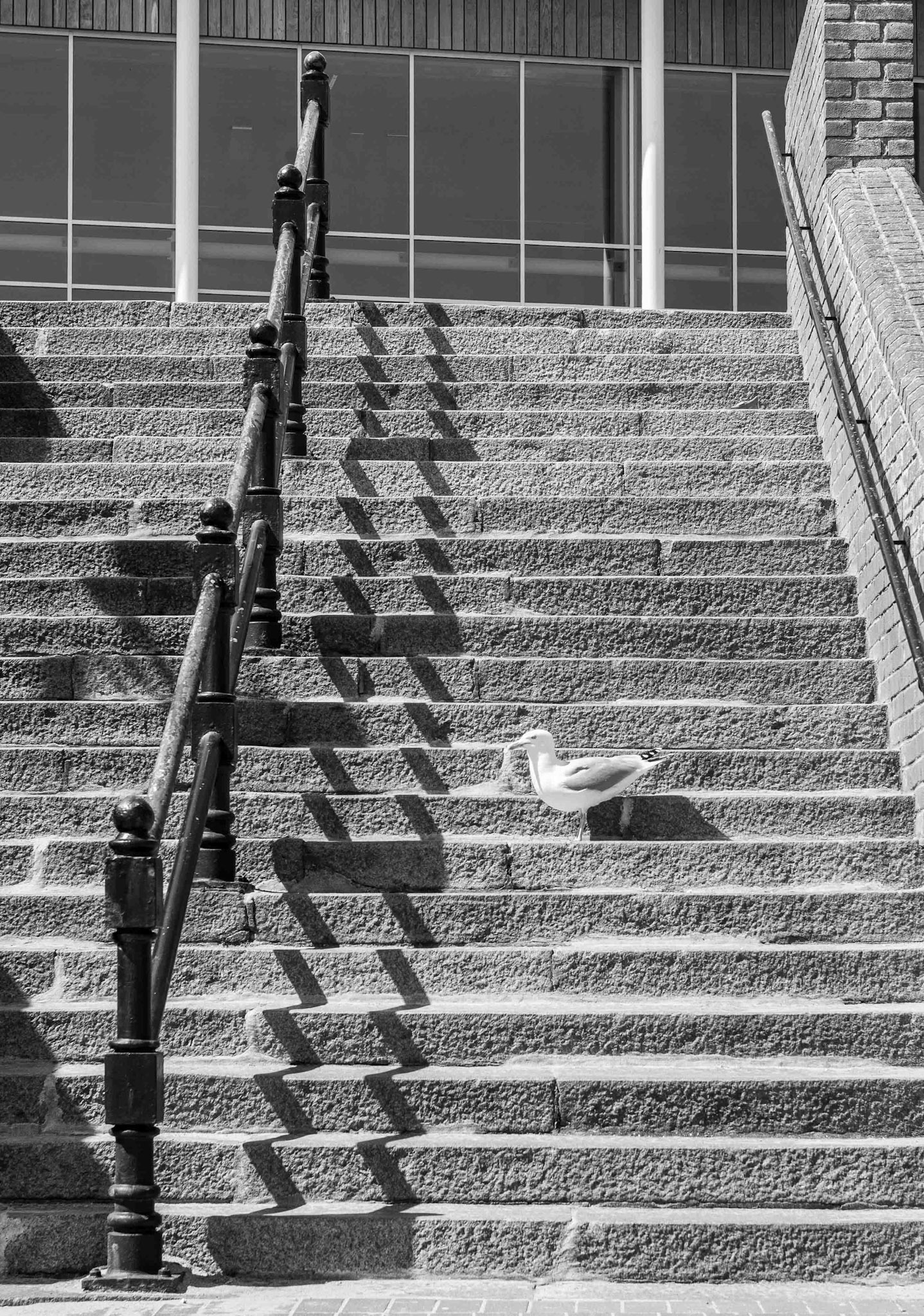 Gull - East Yorkshire UK 2019