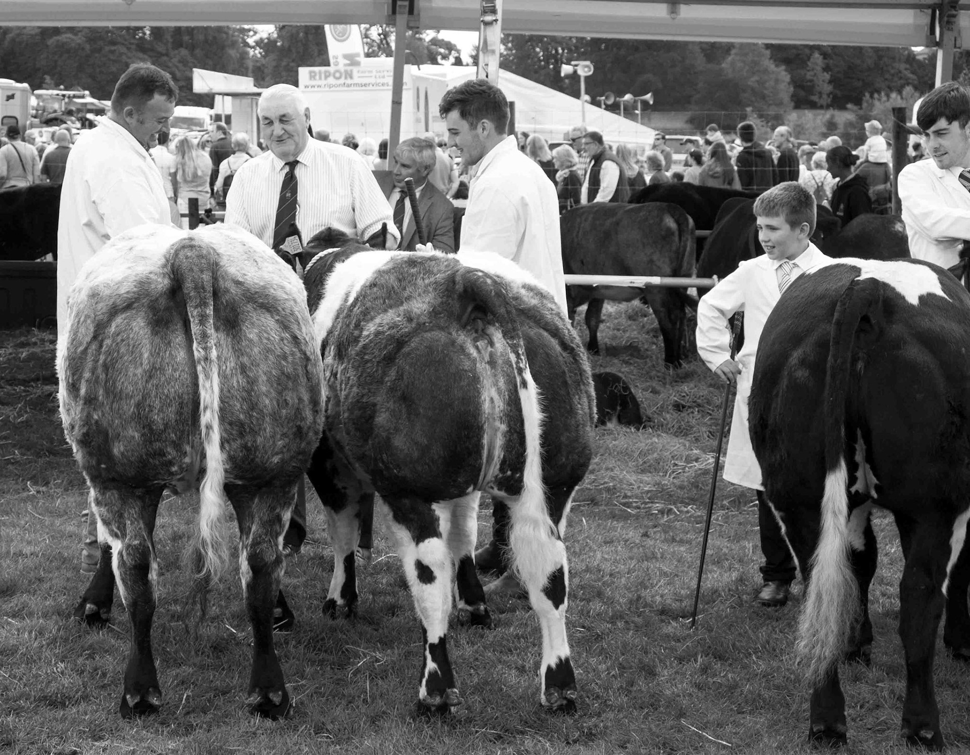 Judged at Ripley Country Show - North Yorkshire UK