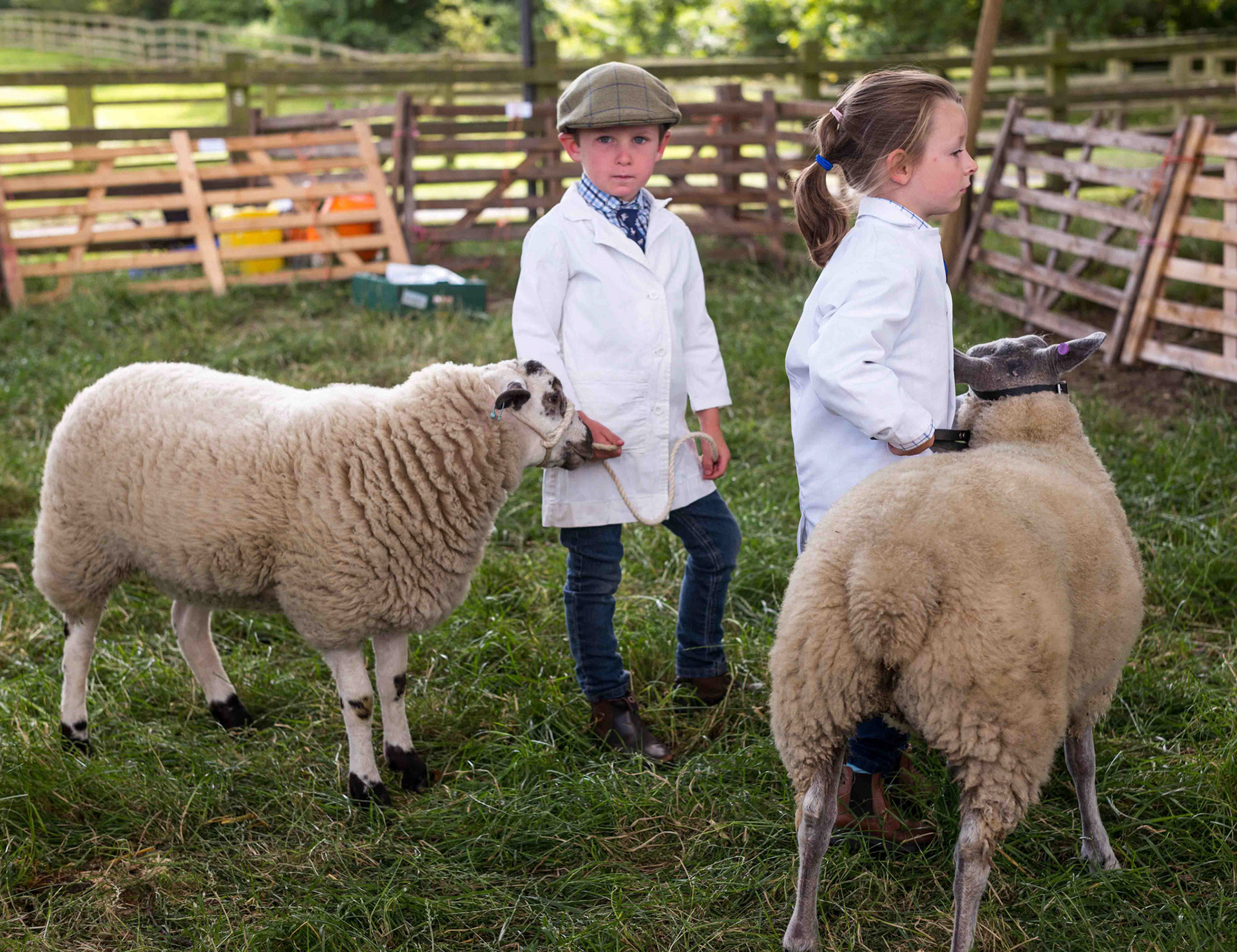 Children with Sheep - Osmotherley North Yorkshire UK