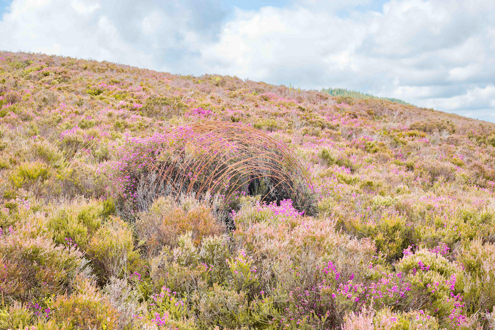 Heather Cage near Laskill Pasture Moor - North York Moors UK