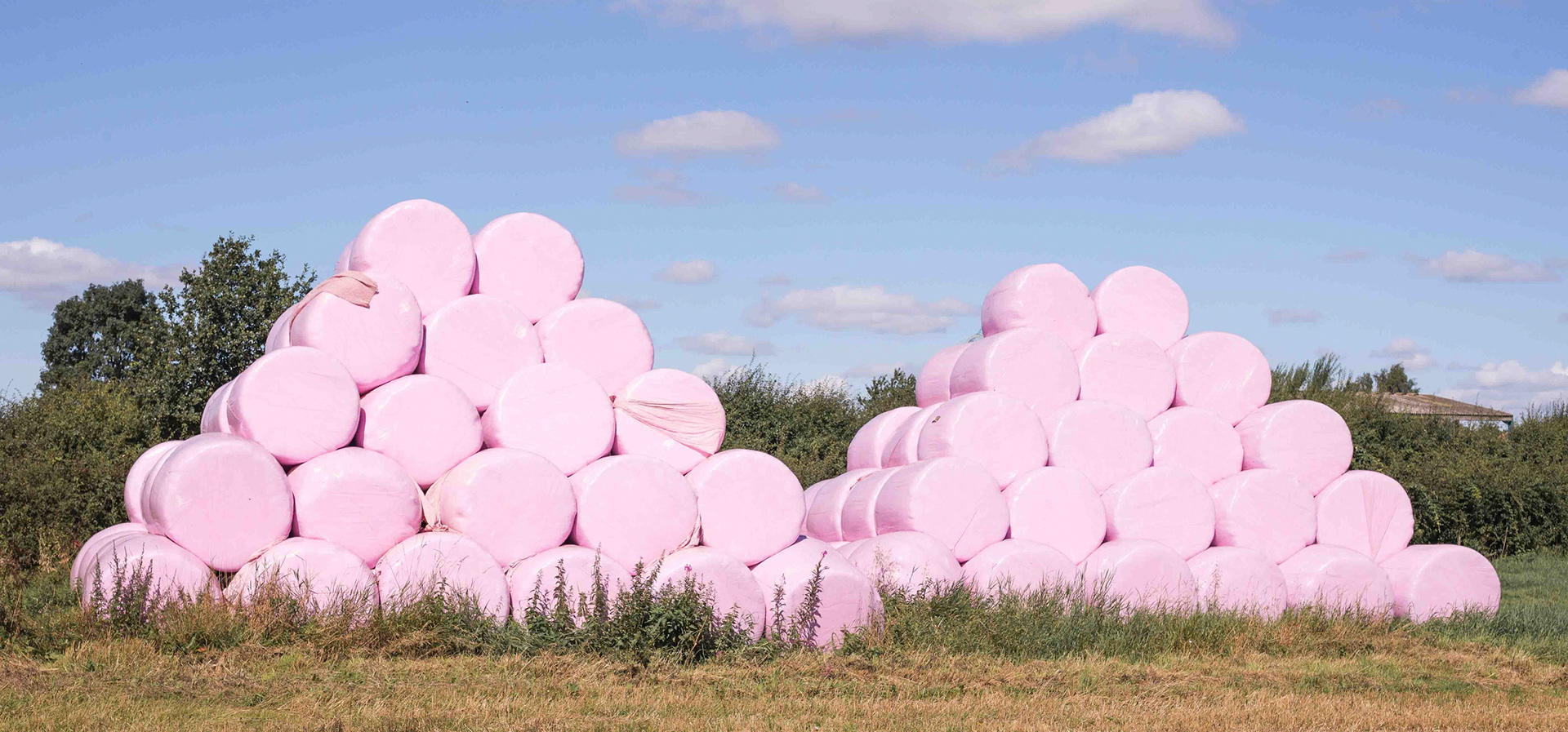 Pink Bales In Field - Near Tholthorpe North Yorkshire UK 2016