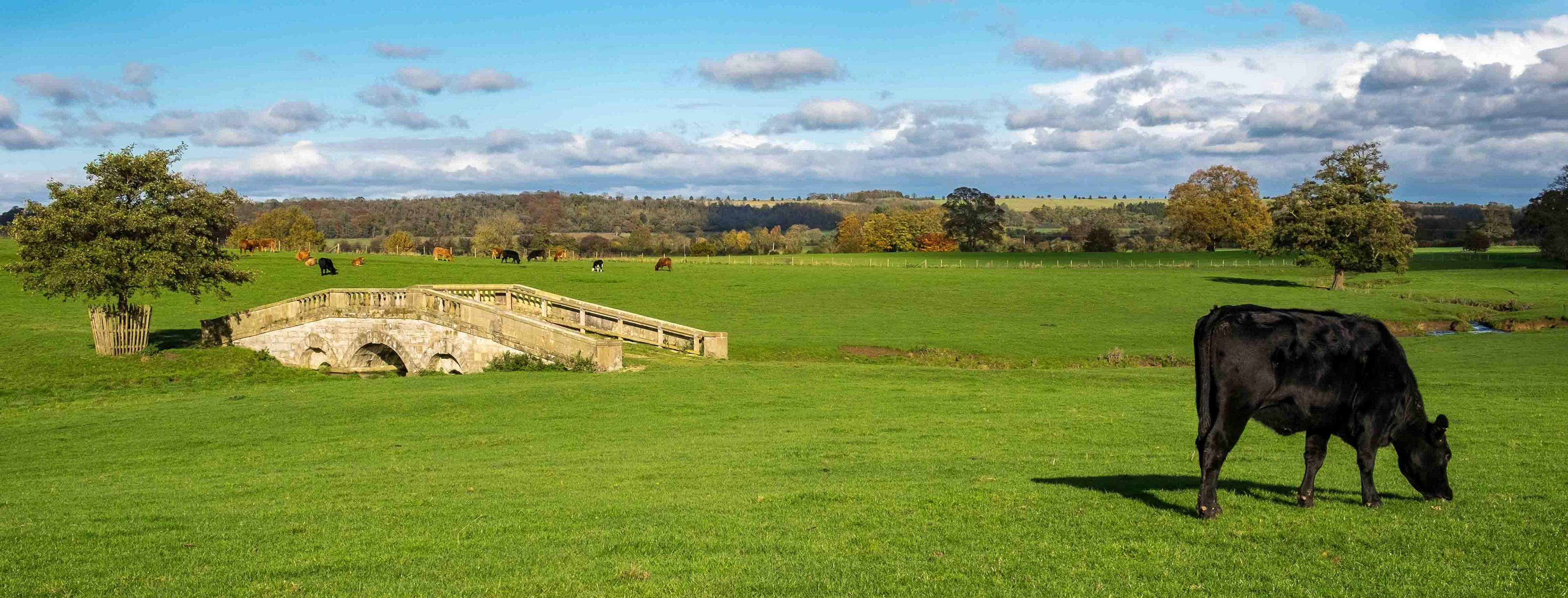 Loner - Hovingham North Yorkshire 2017
