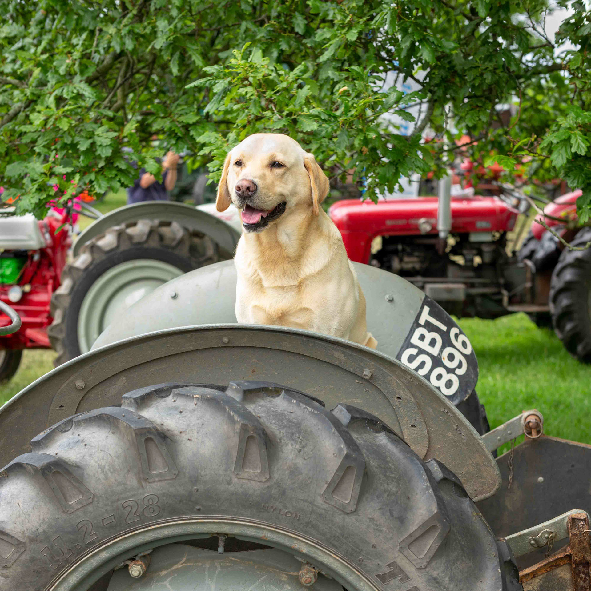 Tractor Driver at Newby Hall - North Yorkshire UK 2017