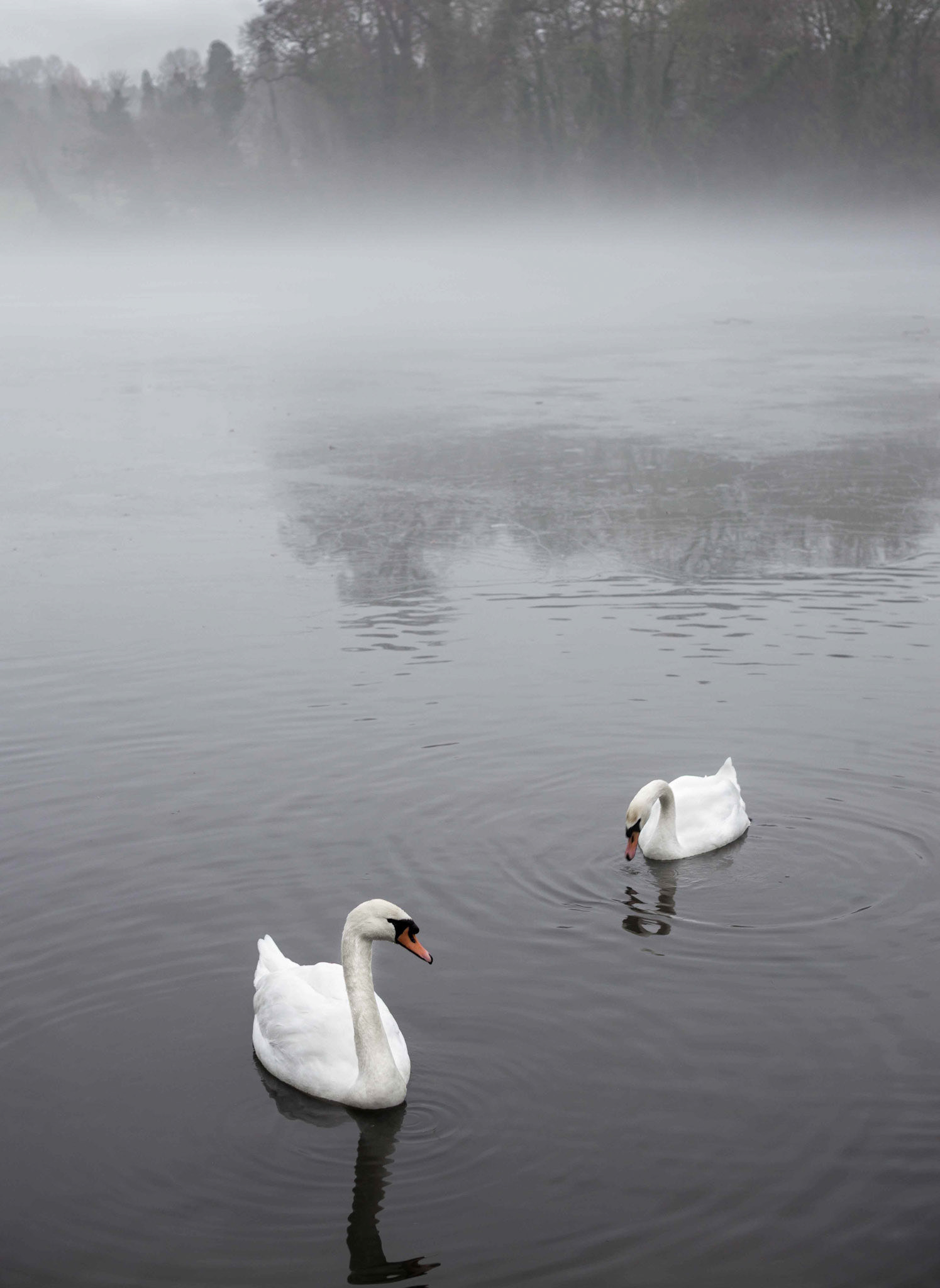 Swans, Mist and Ice at Newburgh Hall - Coxwold North Yorkshire UK 2017
