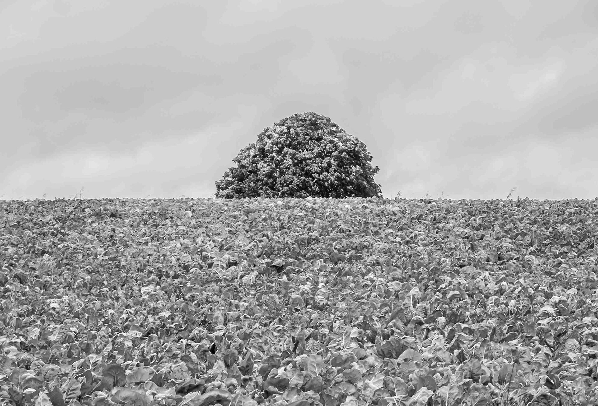 Landscape - North Yorkshire UK 2019