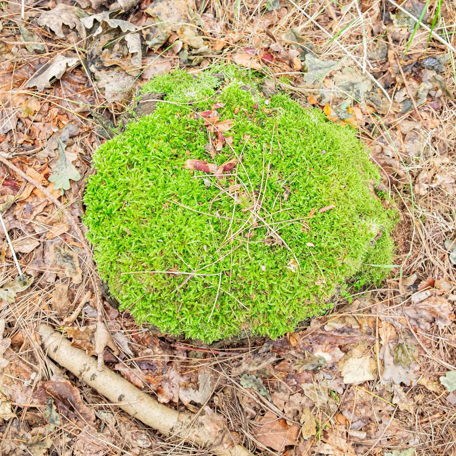 Tree Stump New Growth - North Yorkshire UK 2025