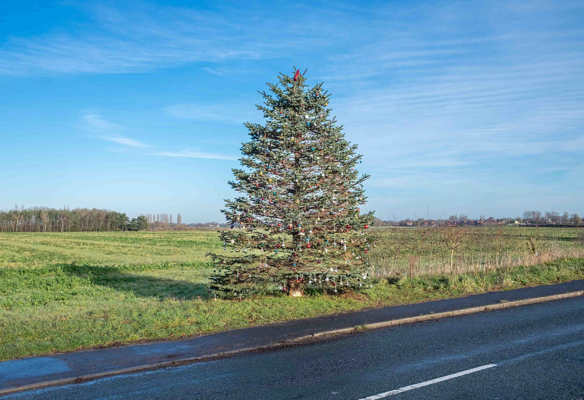 Roadside Tree - North Yorkshire UK