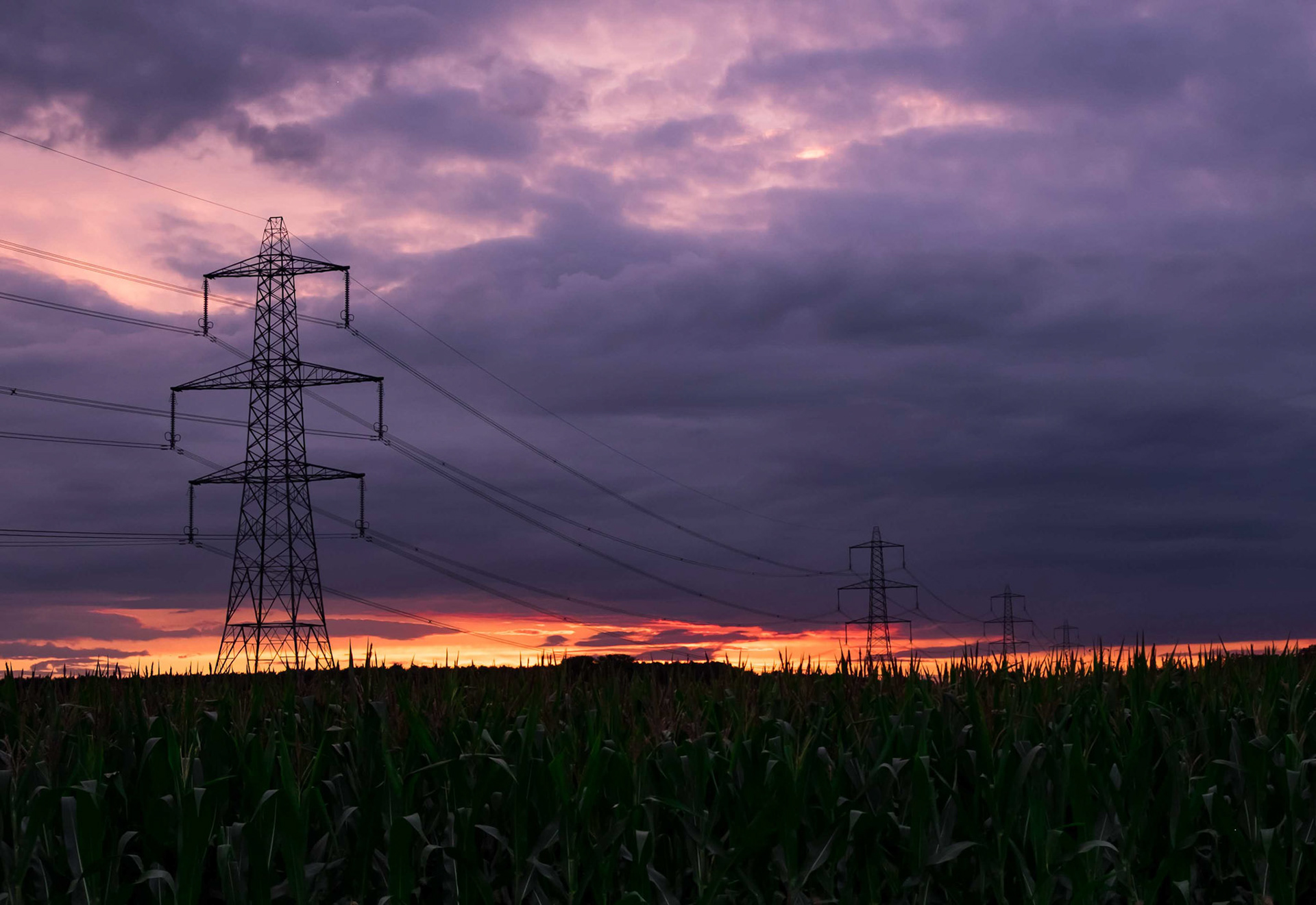 Maize and Pylons - Huby North Yorkshire UK 2017