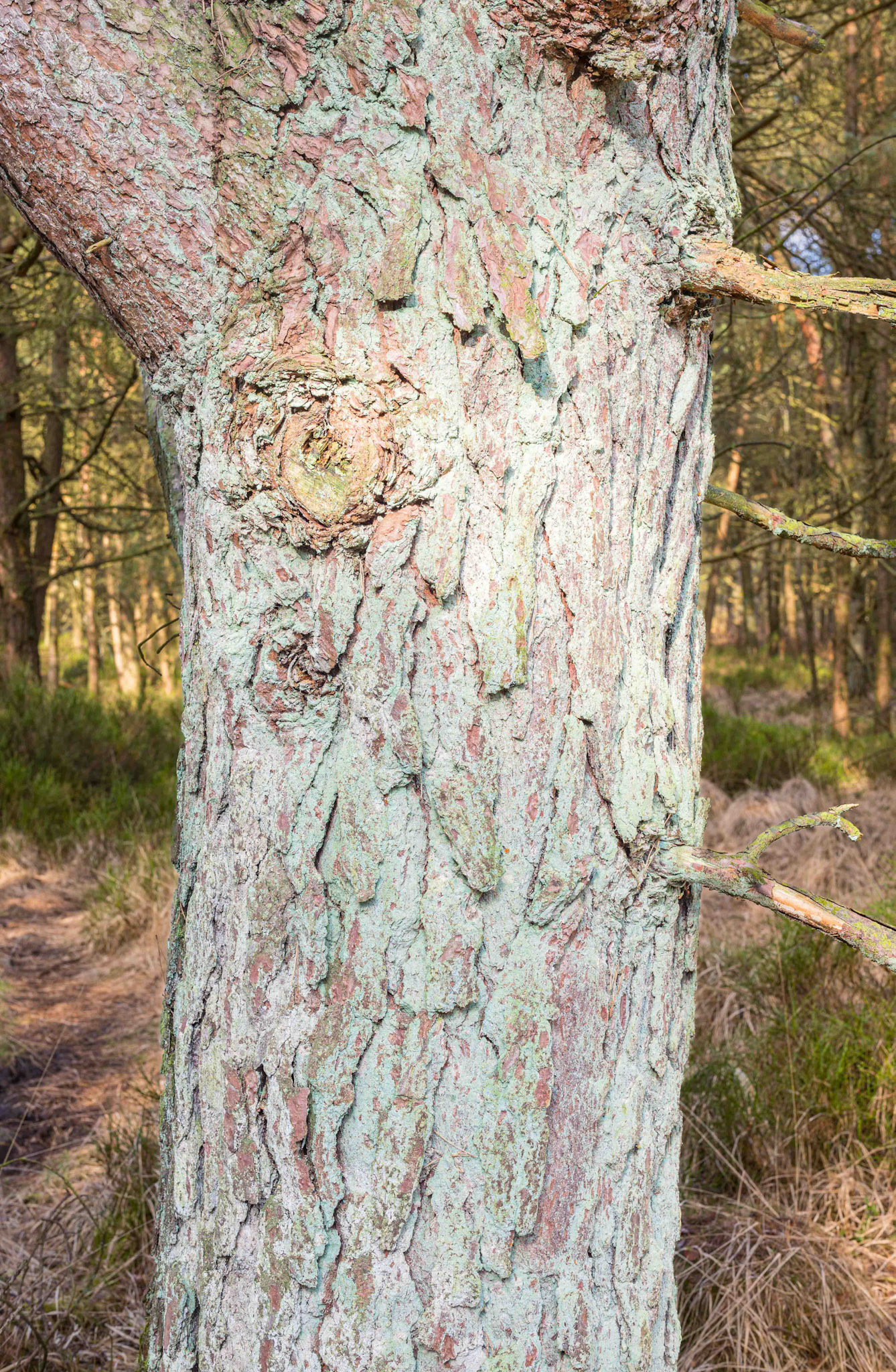 Oak Tree Bark with Blue Lichen 2024