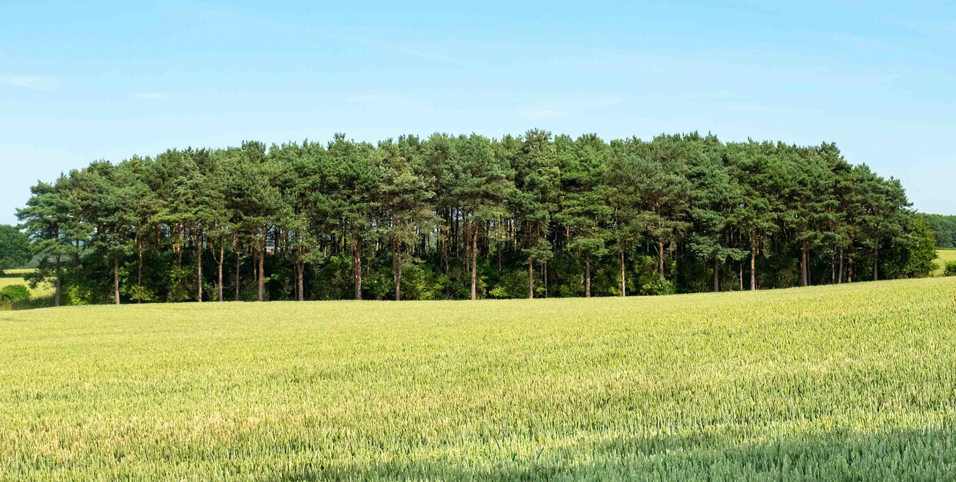 Landscape at Burton Leonard - North Yorkshire UK 2018