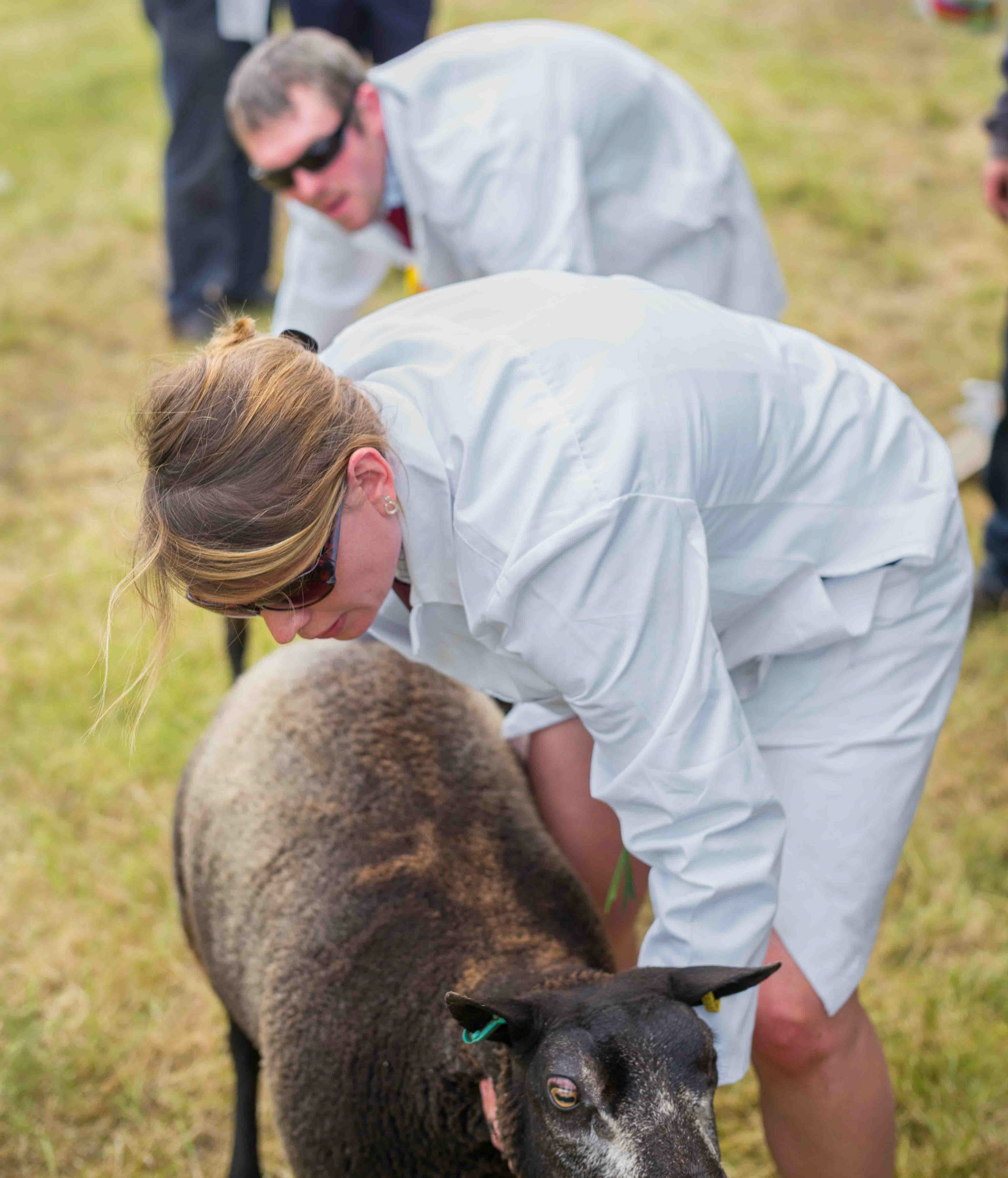 Sheeping - North Yorkshire UK 2024