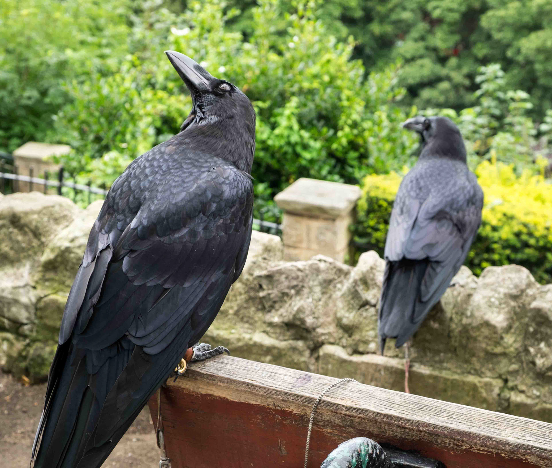 Ravens at Knaresborough Castle #1 - North Yorkshire UK 2017