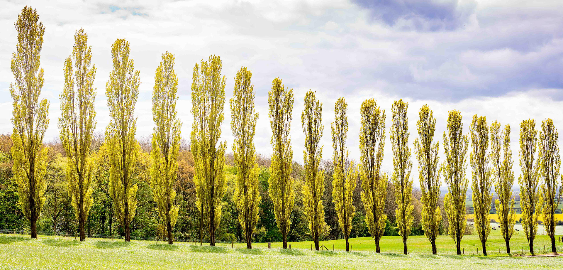 Trees - Hambleton North Yorkshire UK 2017