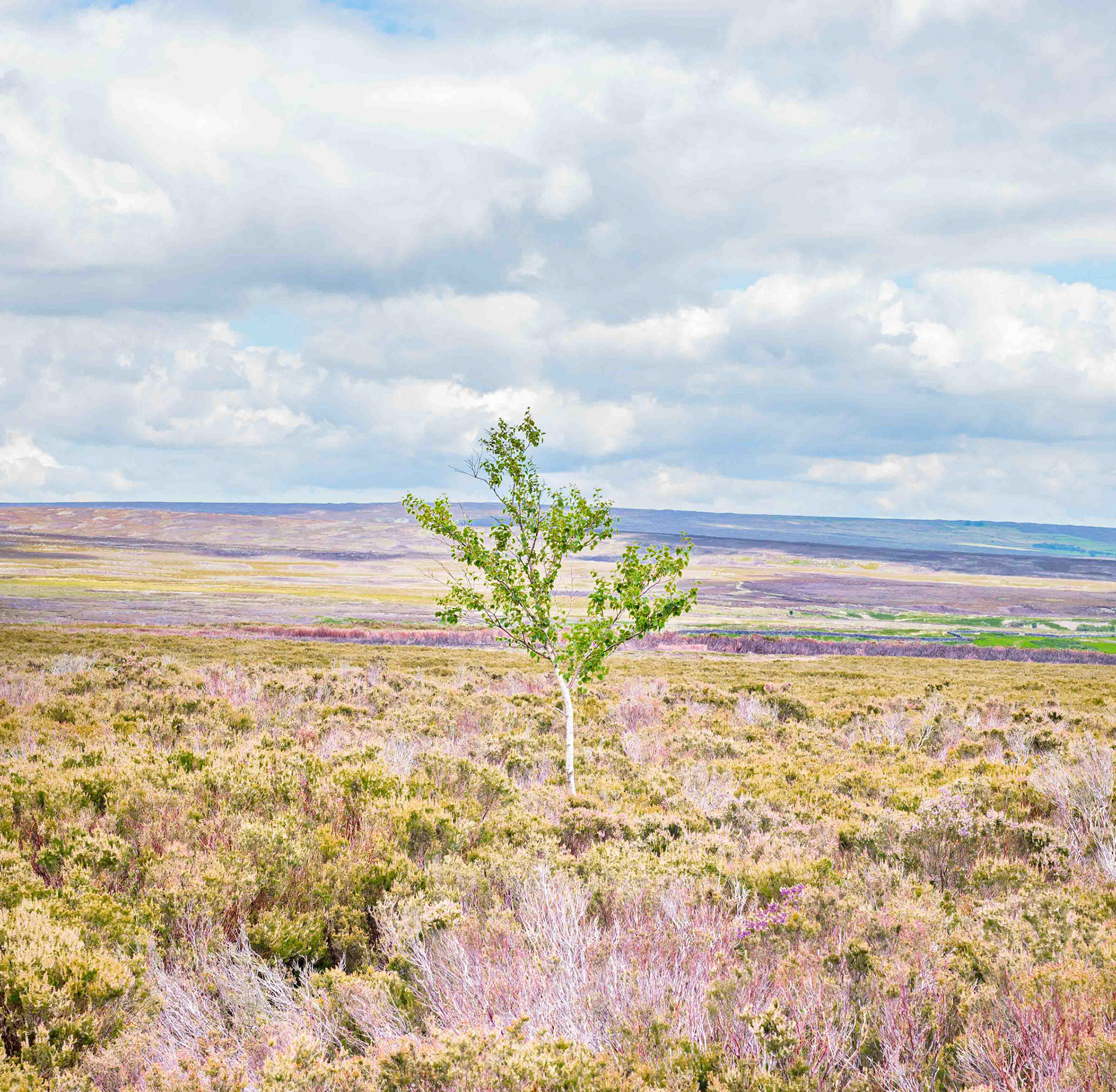 Tree - Helmsley Moor North York Moors UK 2020