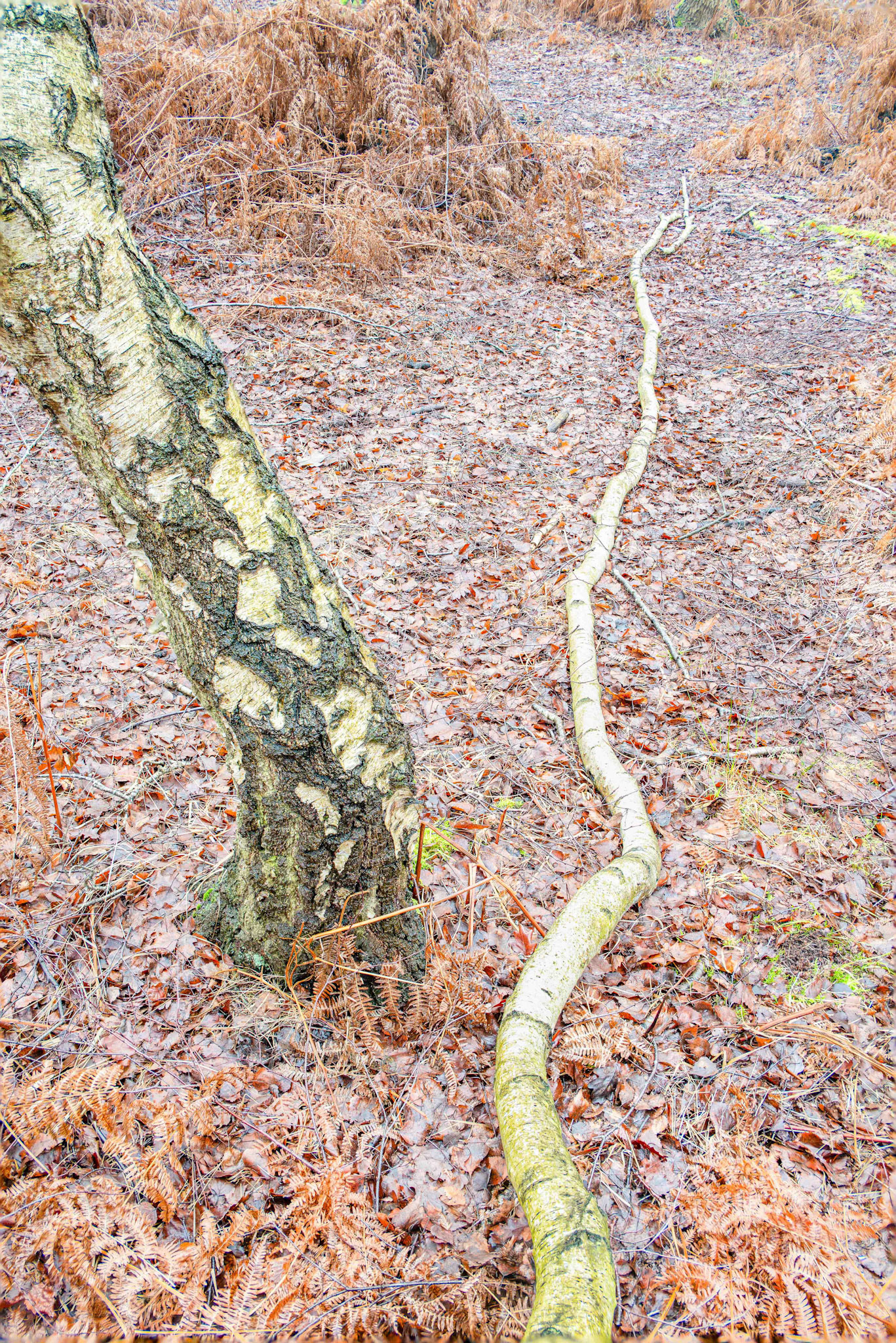 Forest Scene - North Yorkshire UK