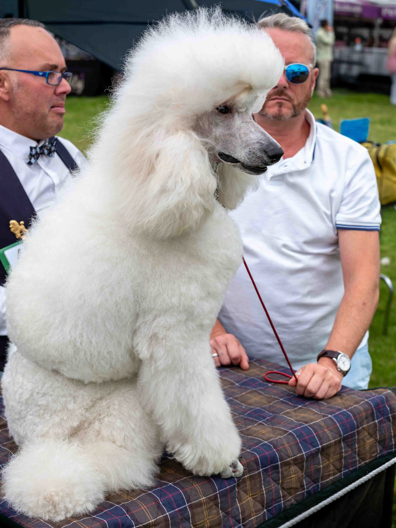 Dog Show - Harewood House West Yorkshire UK 2016