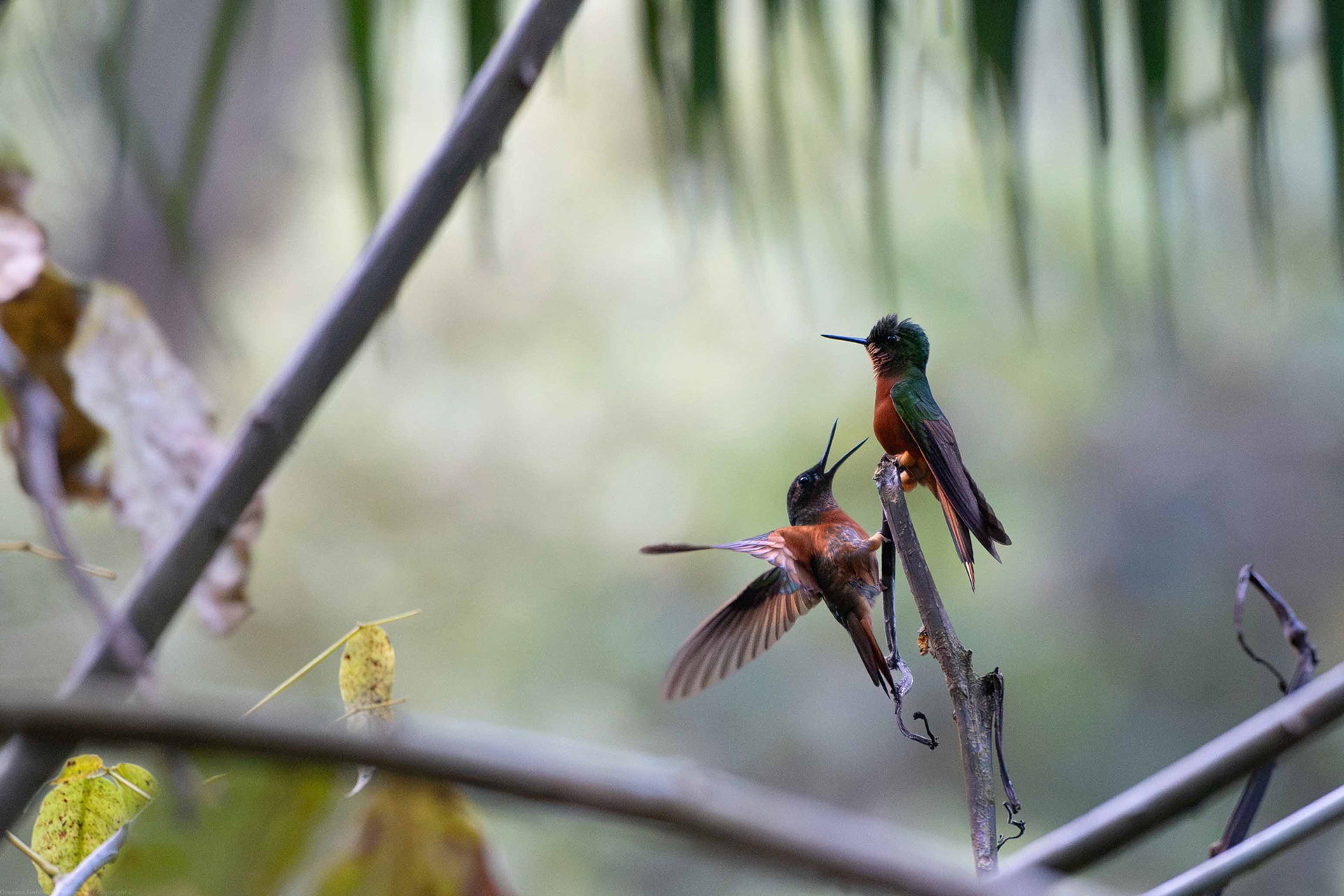 Dramatic Birds