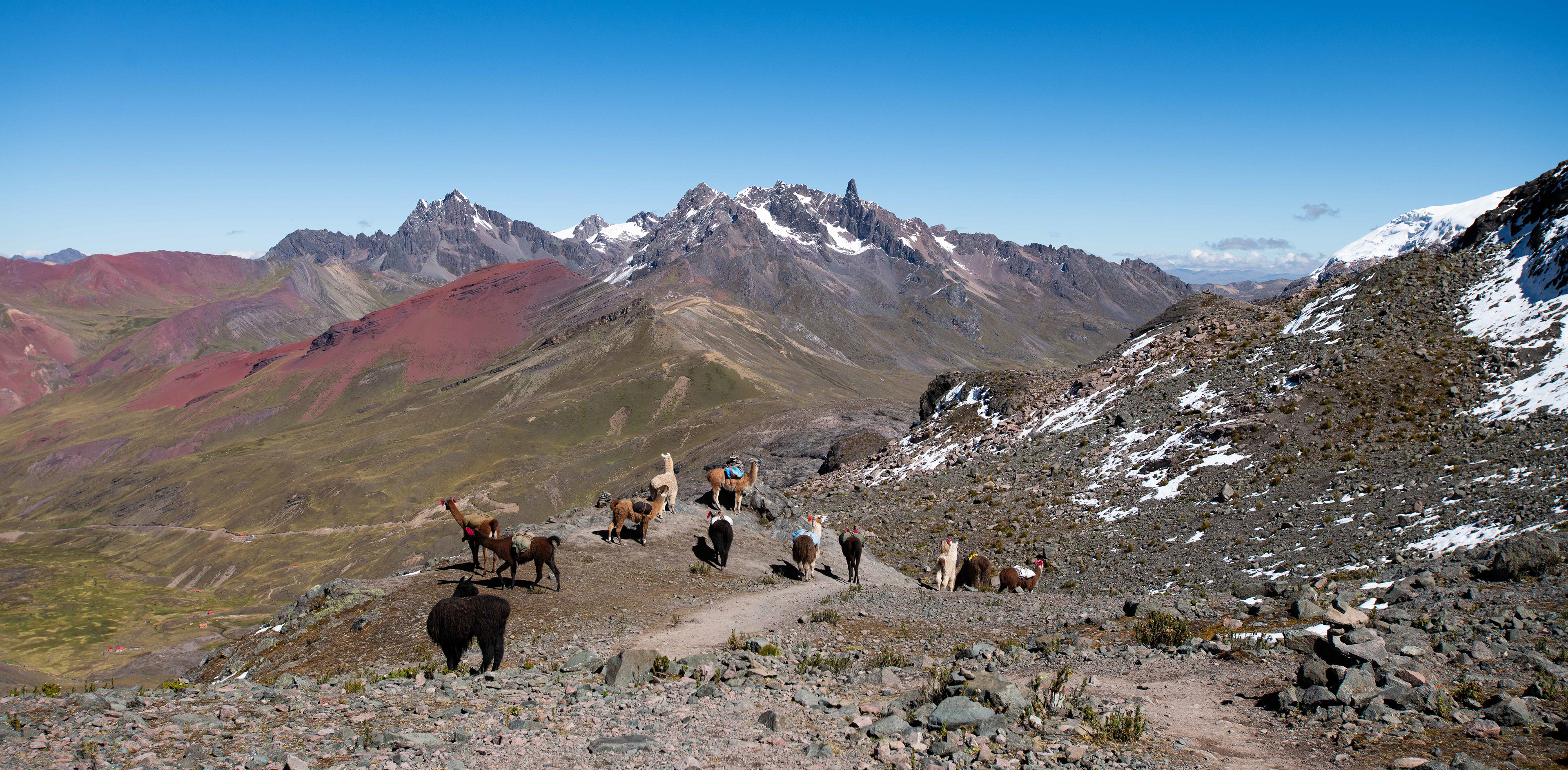 Llamas