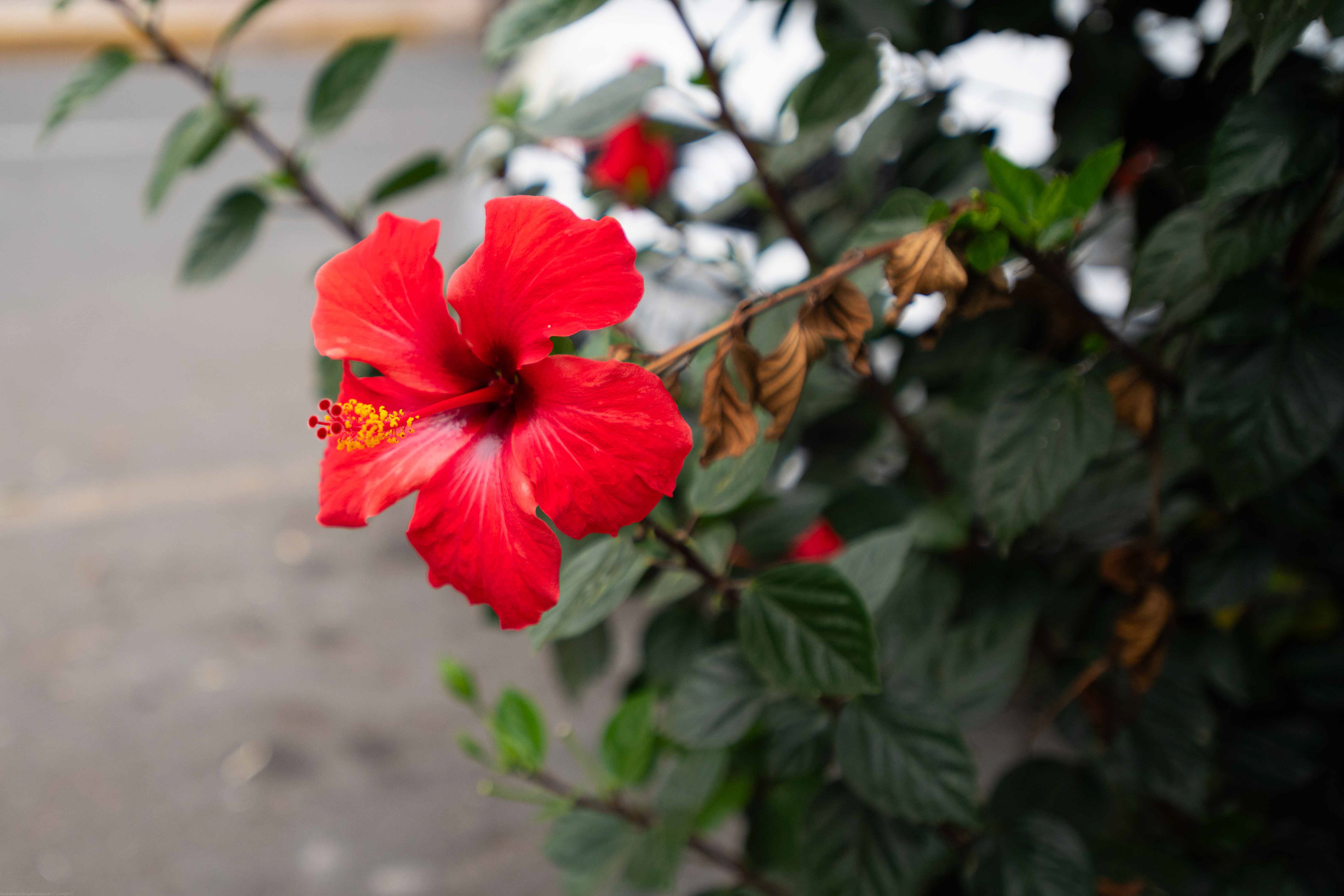 Big Flower