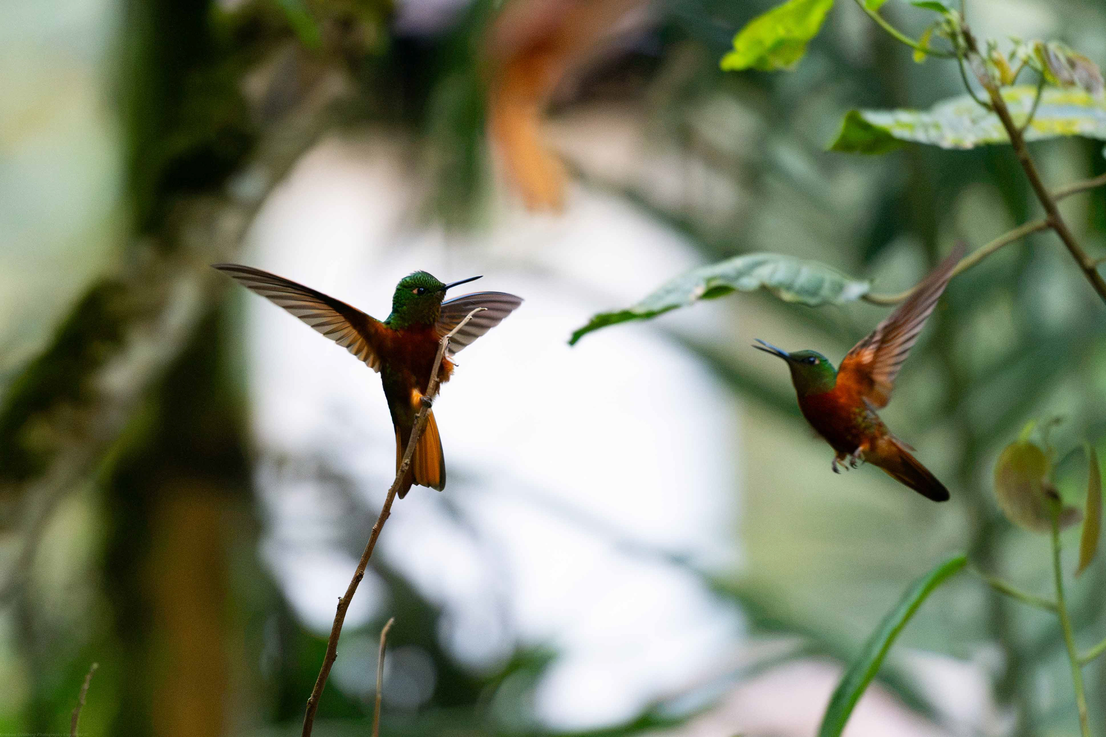 Hummingbirds in Flight