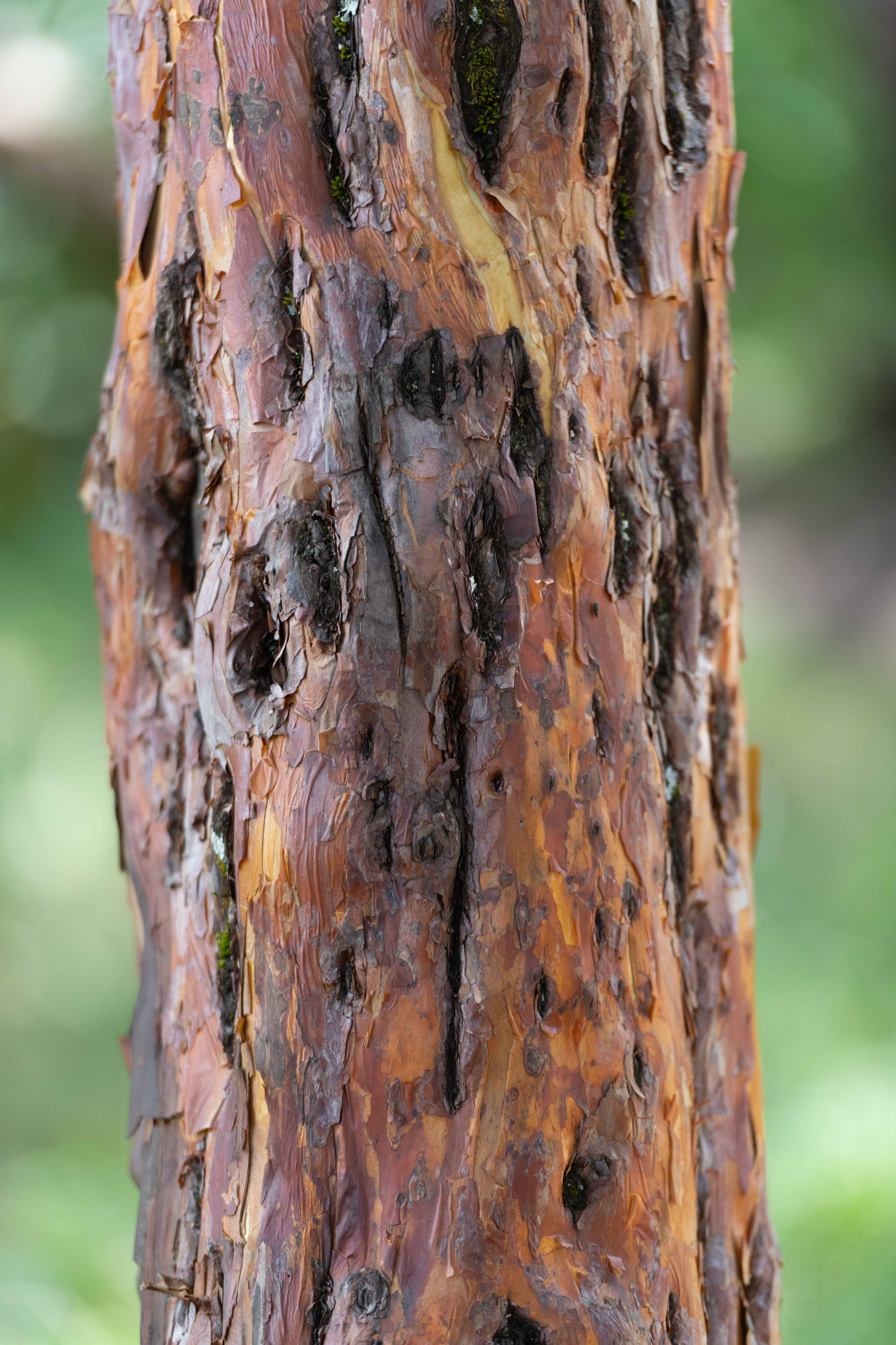 Bark