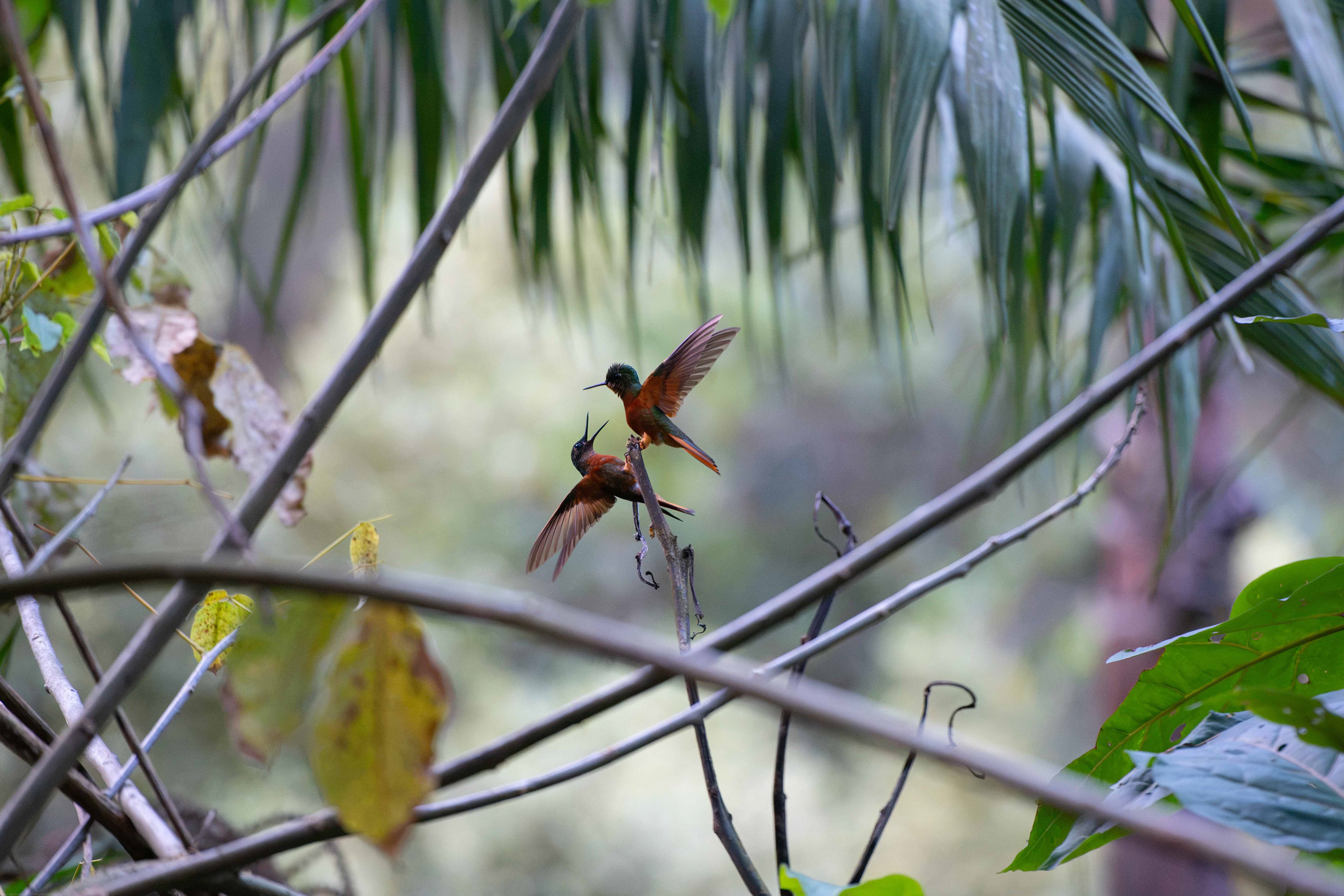 Dramatic Birds 2