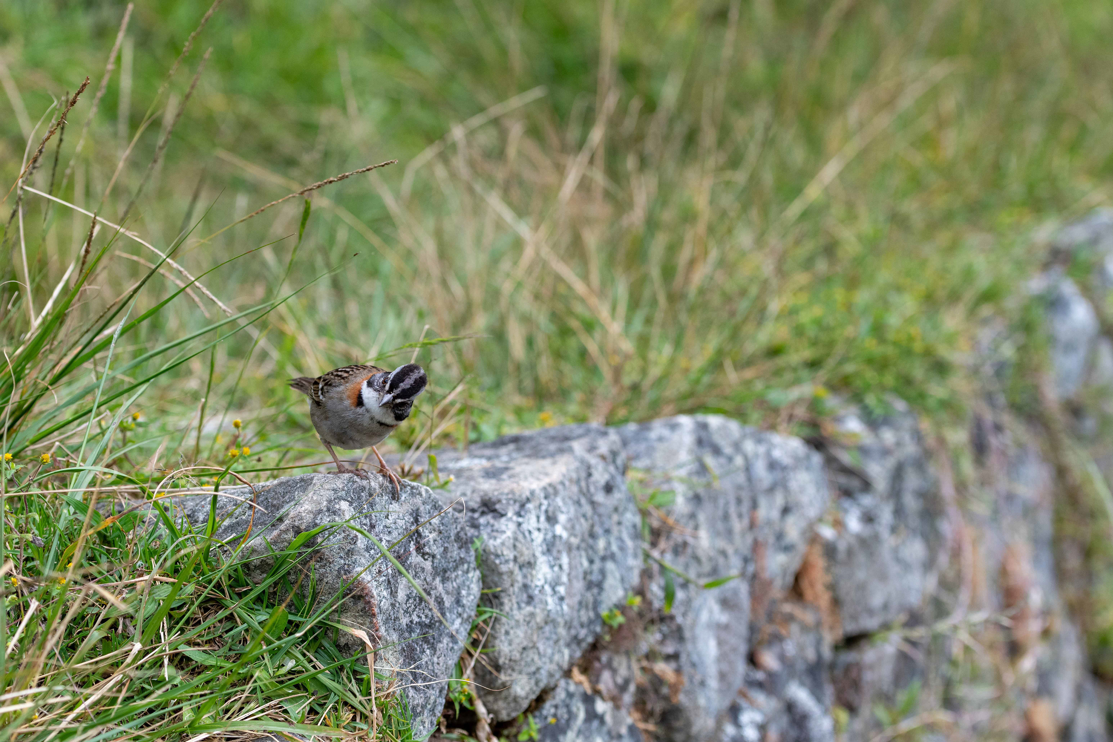 Curious Bird