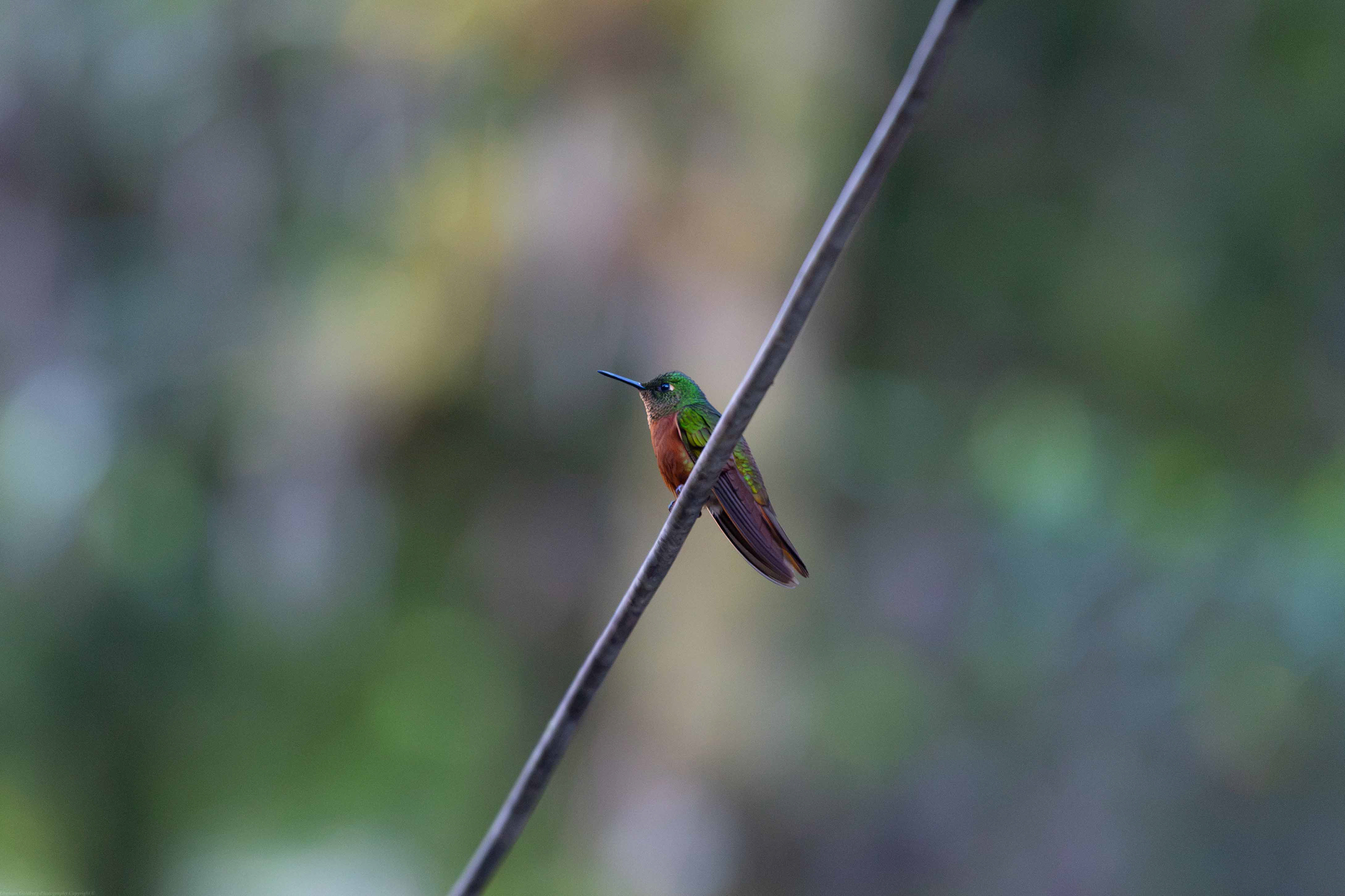 Bird on a Wire