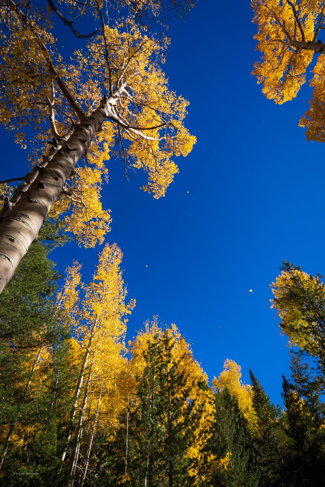 Aspen Corner Hi