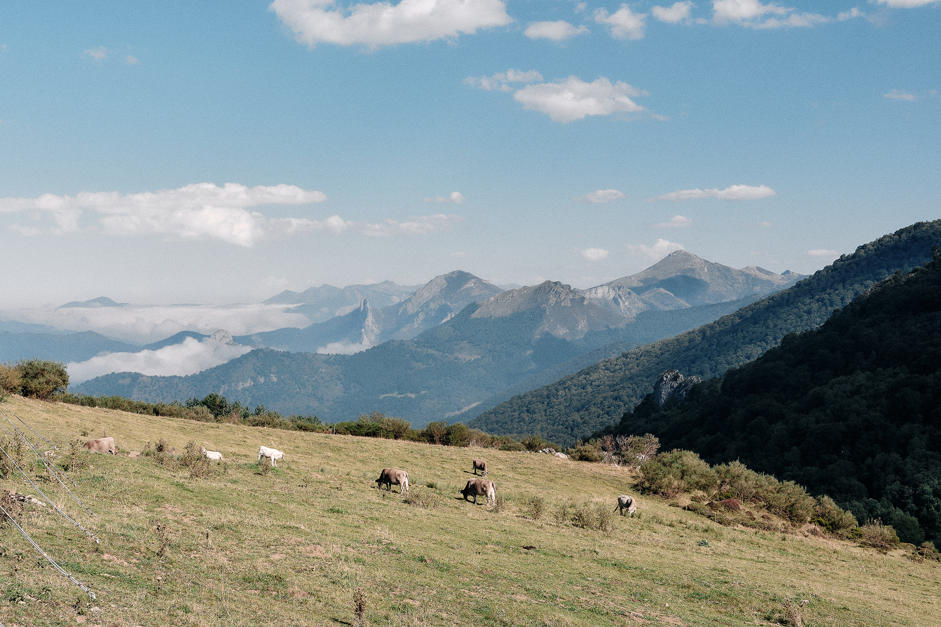Picos de Europa