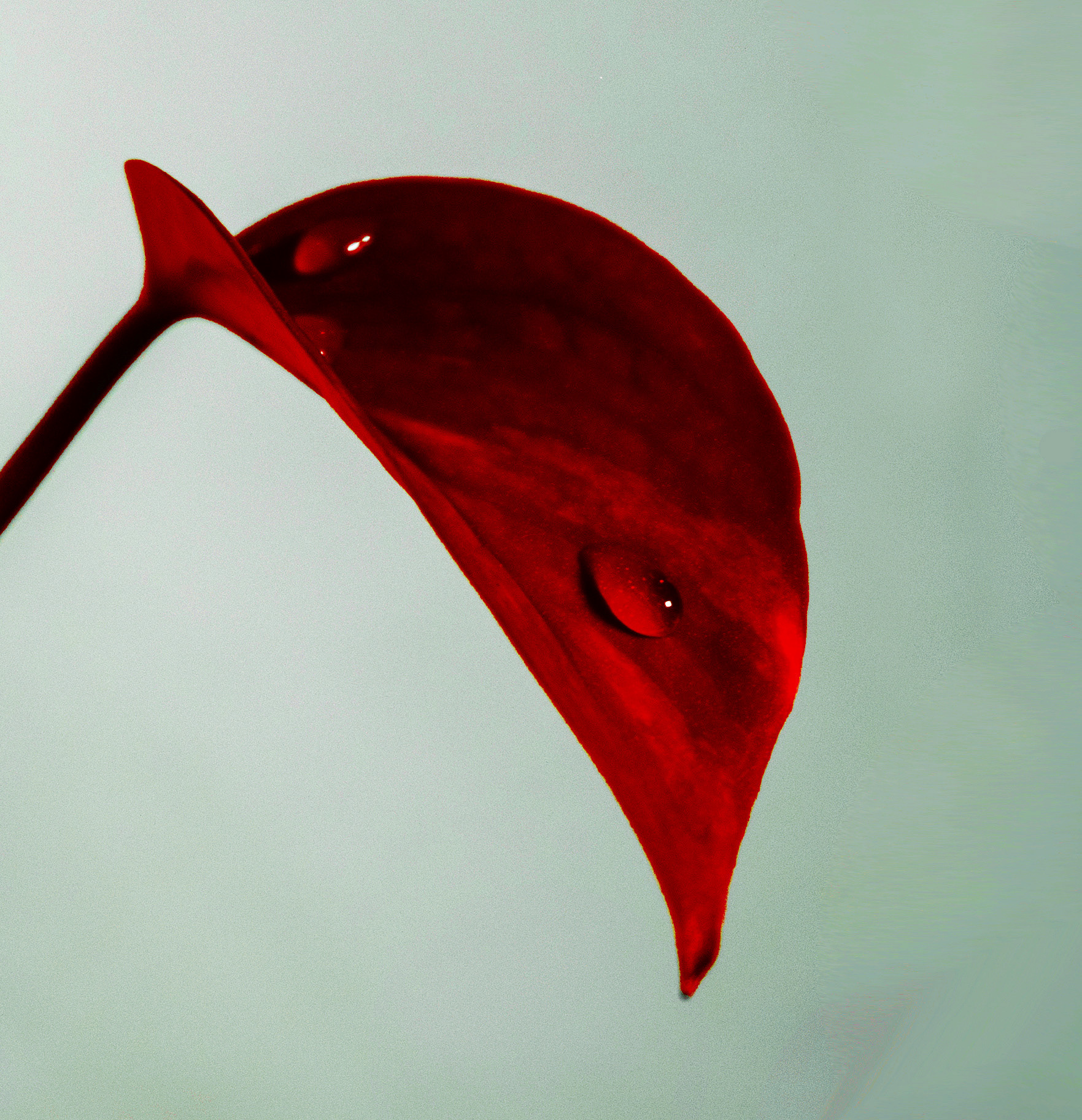 Macro Leaf with Water, 2022.