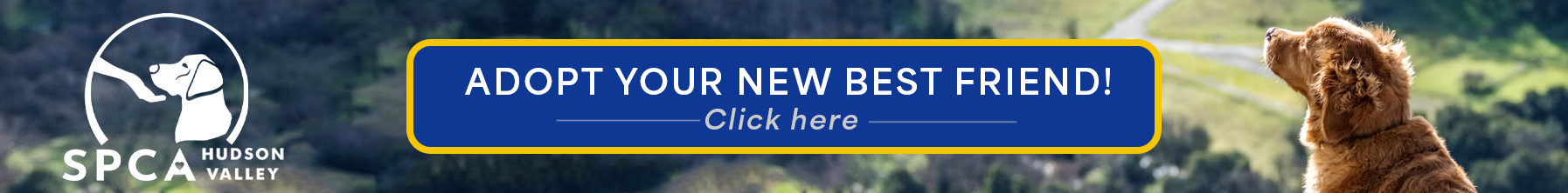 Horizontal Web Advertisement