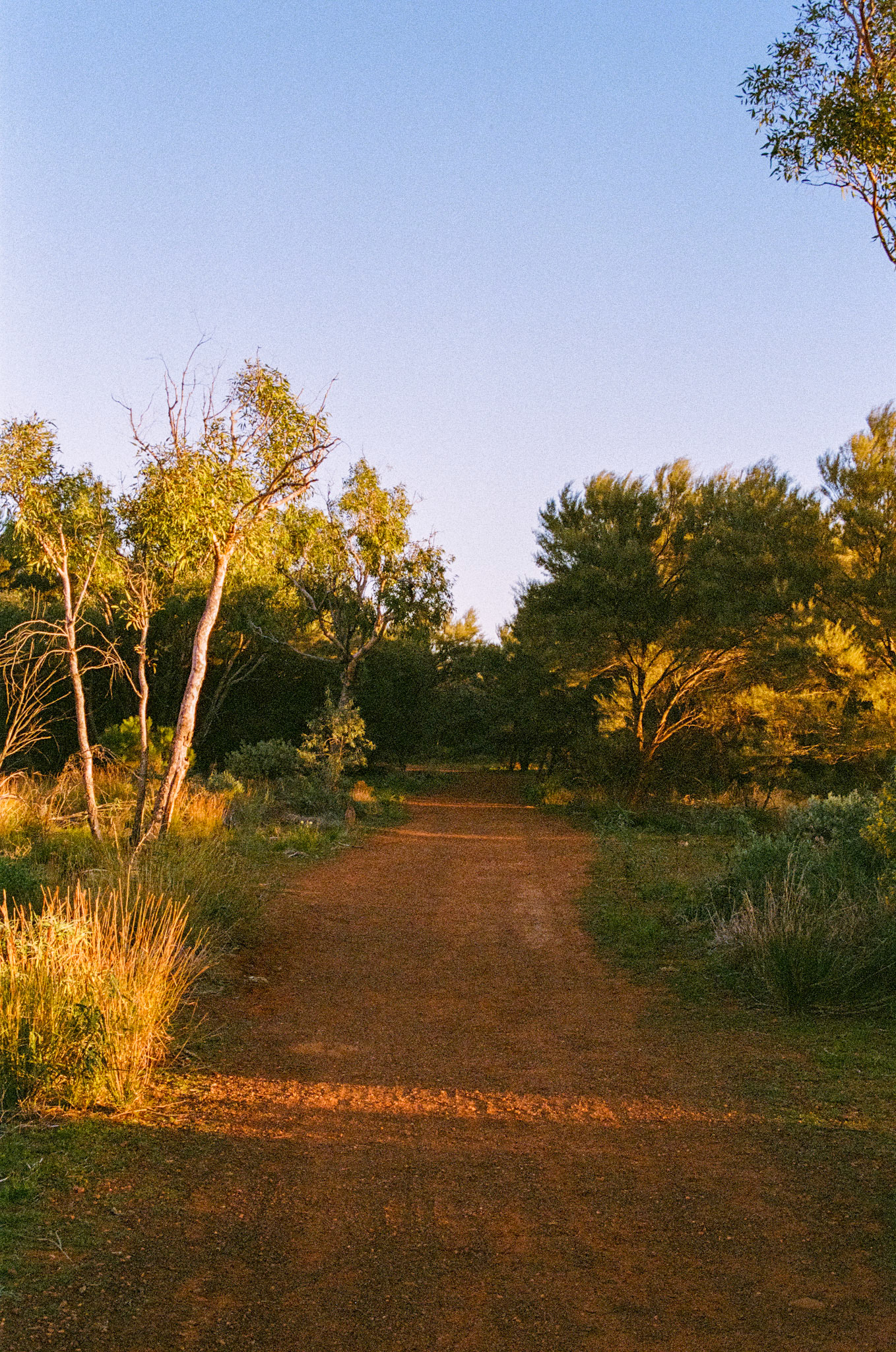 Kodak Portra 800
