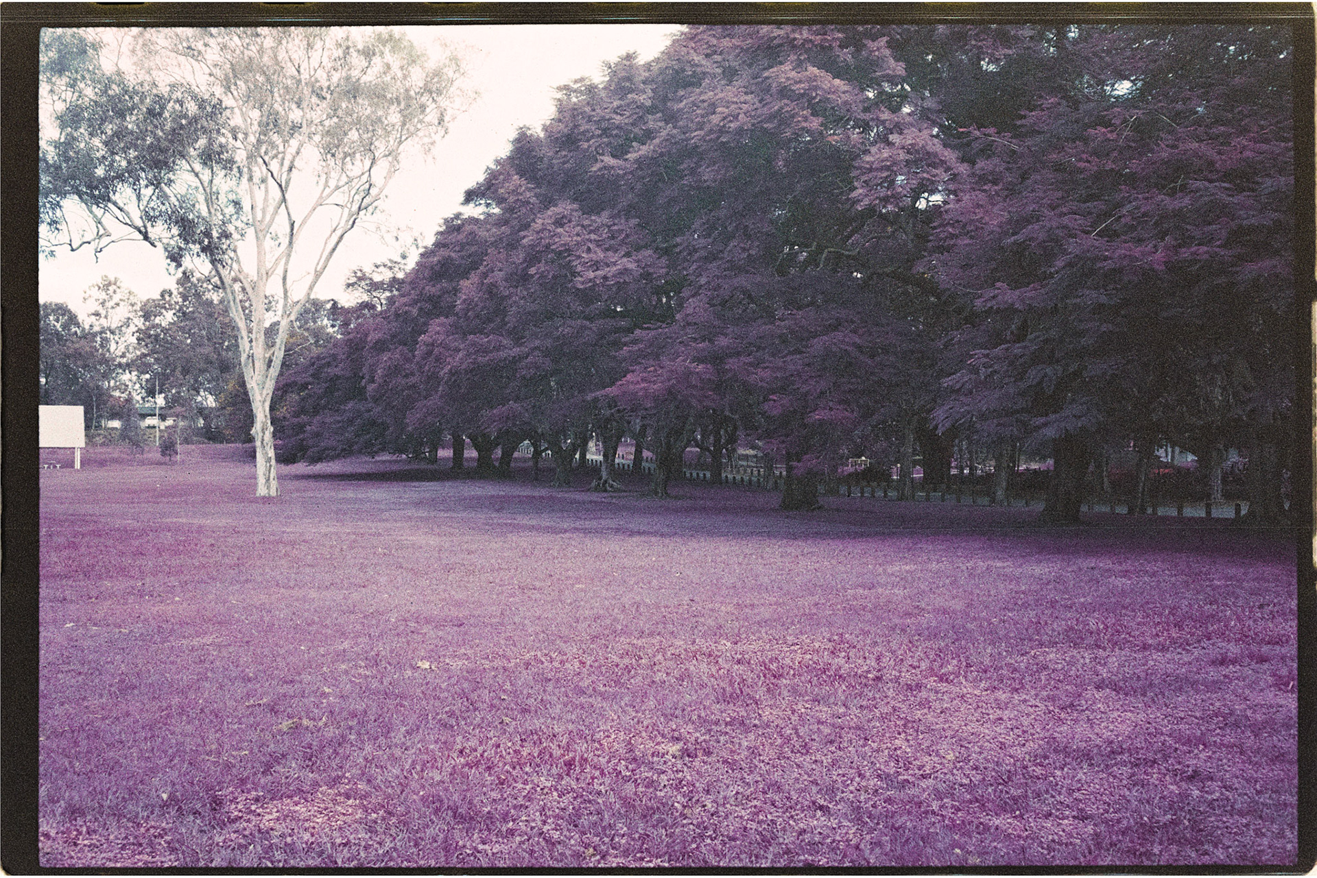 Lomochrome Purple 200