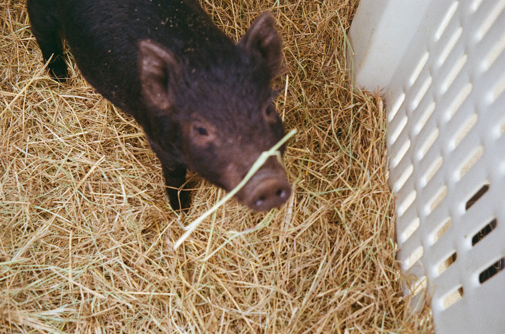 Kodak Gold 200