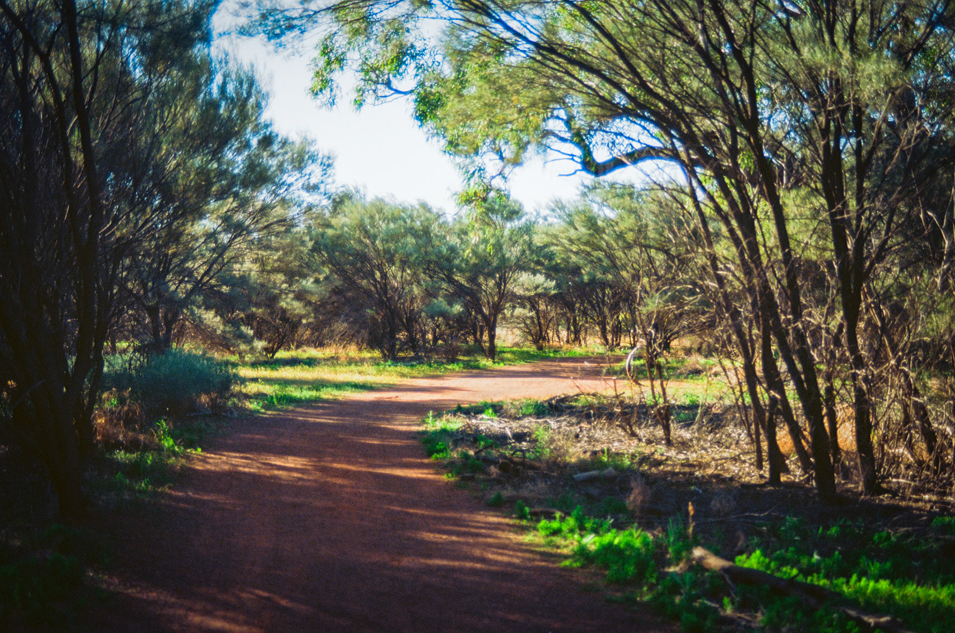 Kodak Ektar 100