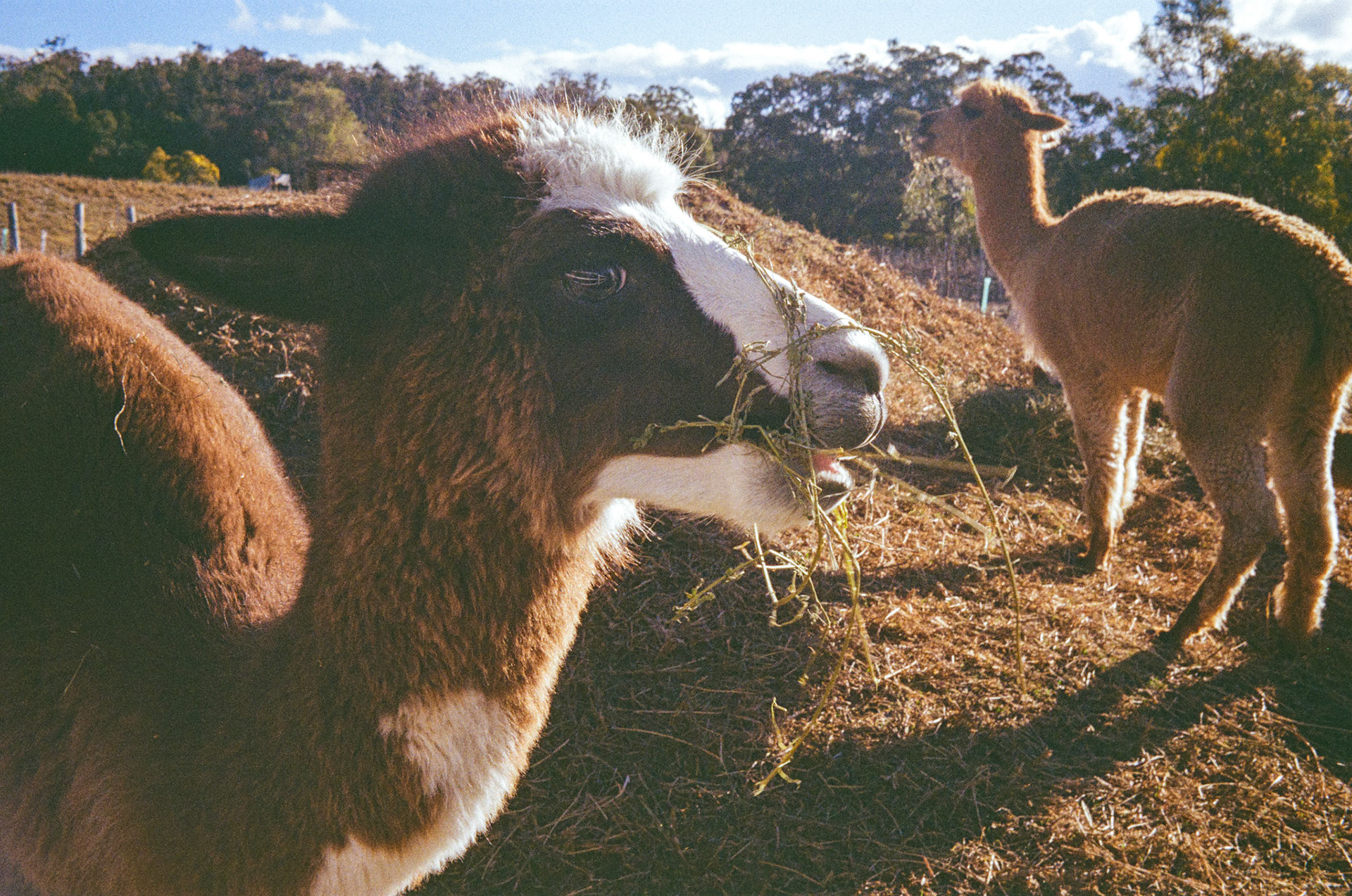 Kodak Gold 200