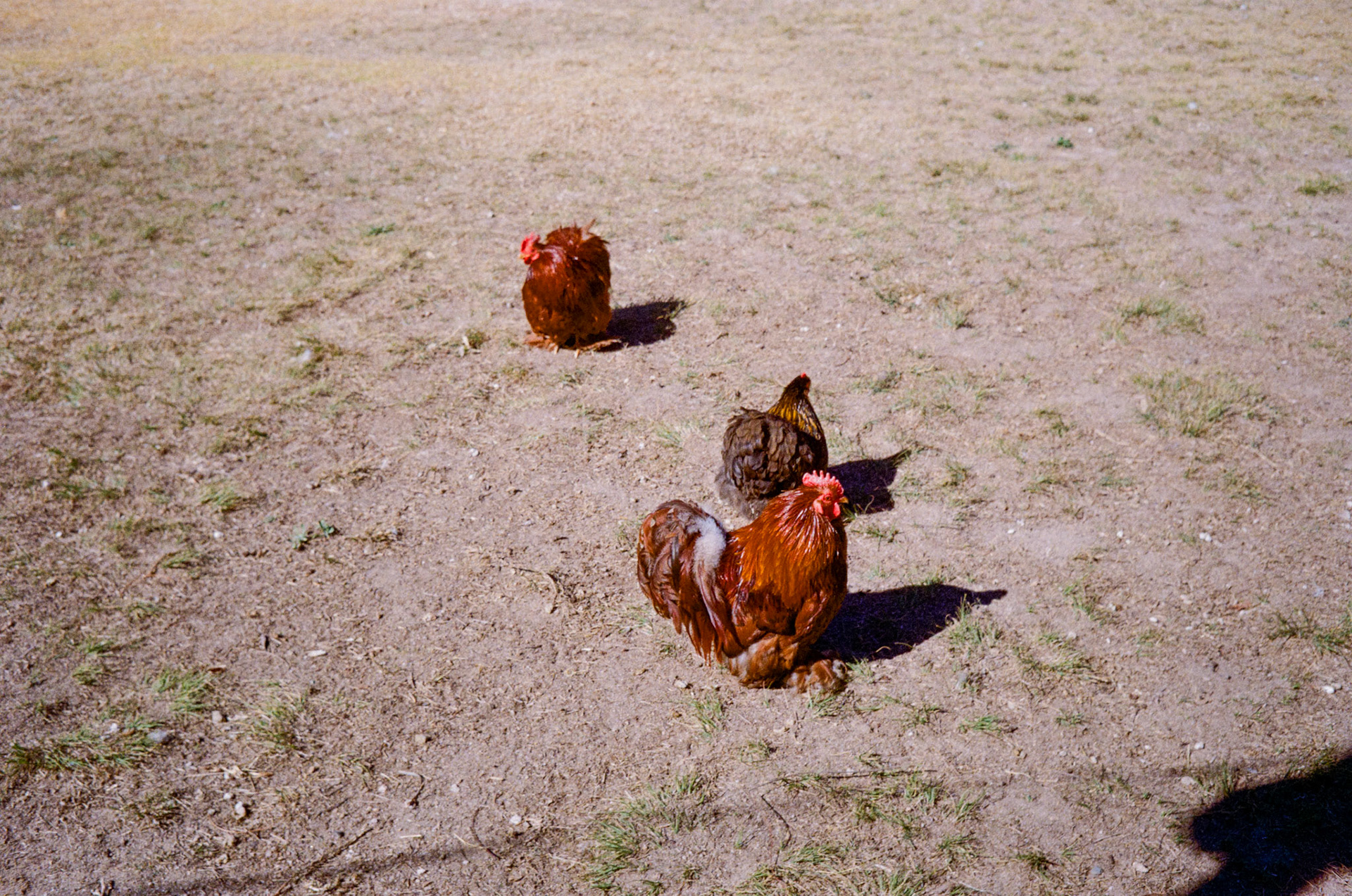Kodak Gold 200
