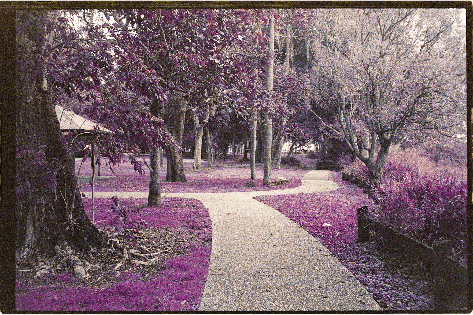 Lomochrome Purple 200