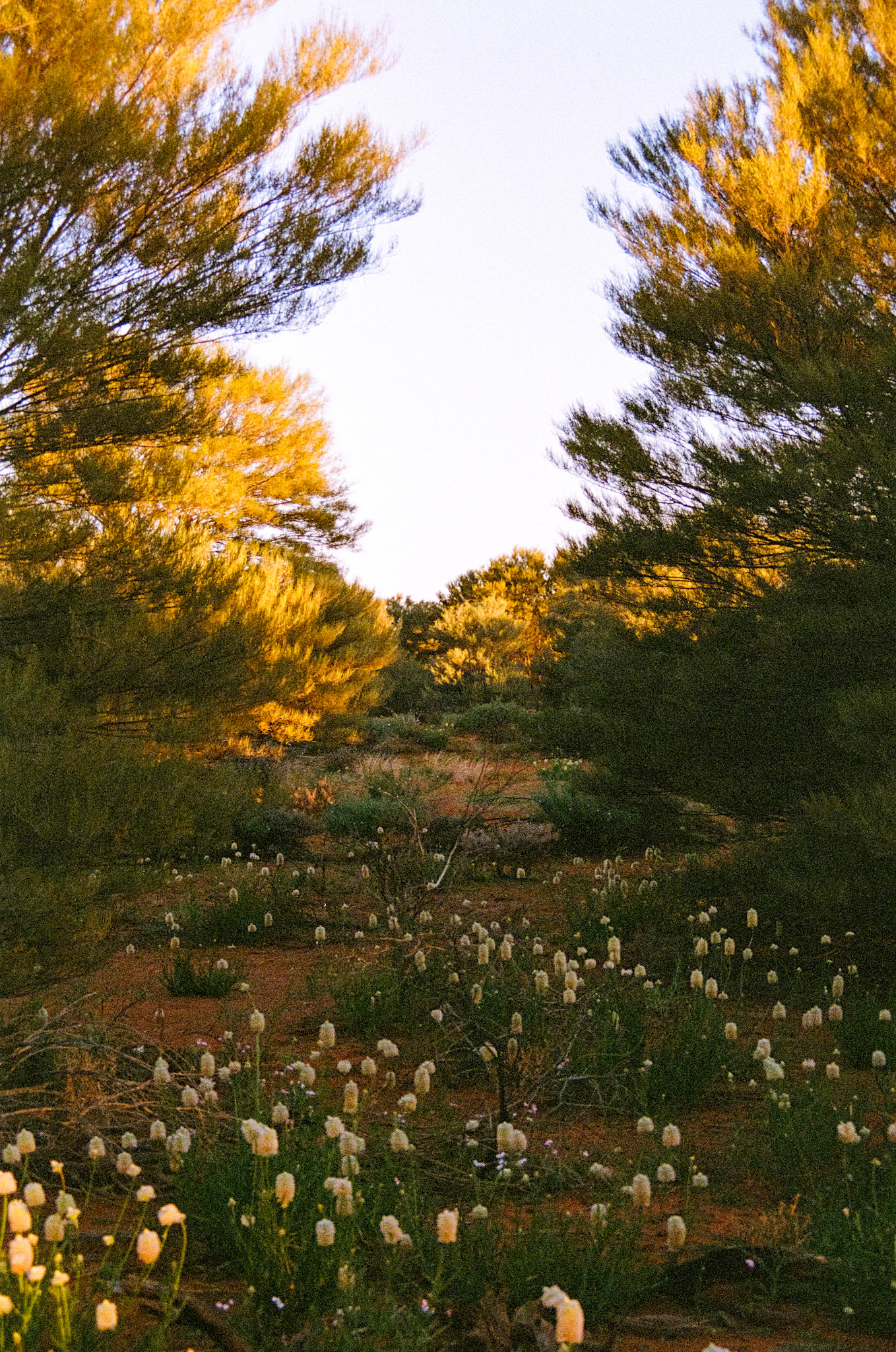 Kodak Portra 800