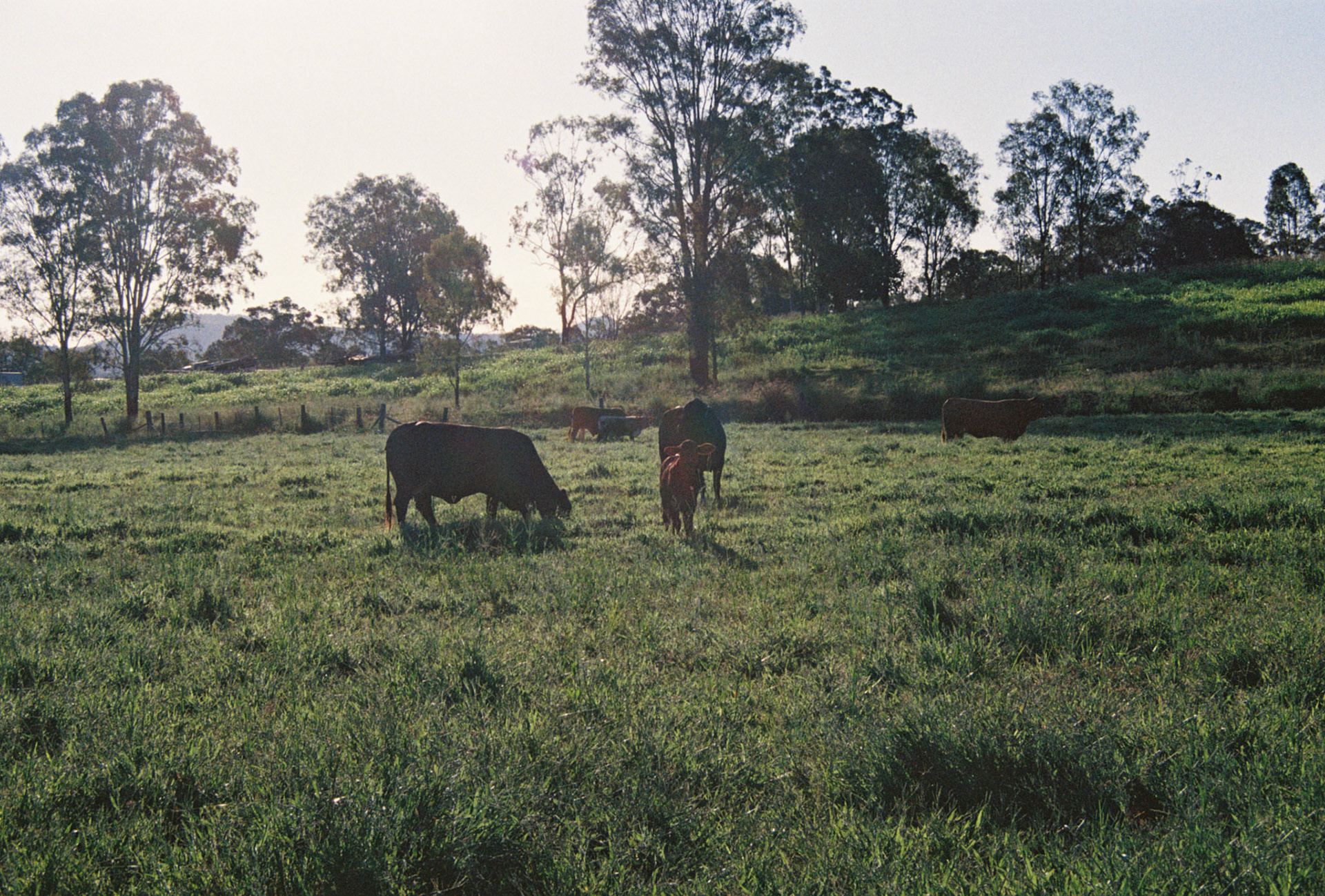 Kodak Ultramax 400