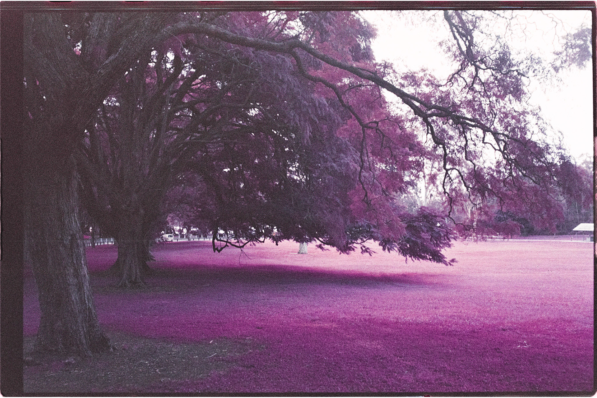 Lomochrome Purple 200