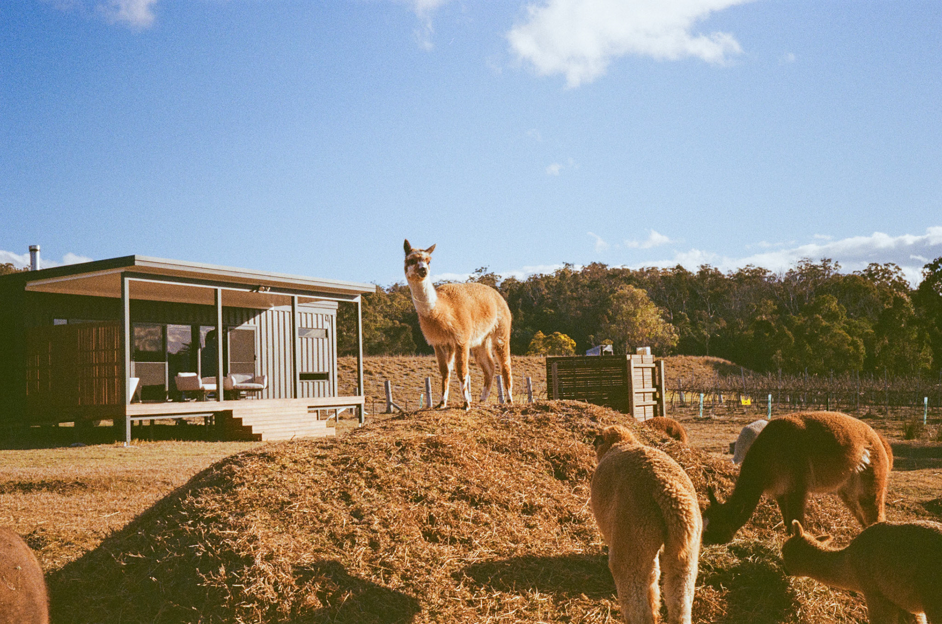 Kodak Gold 200