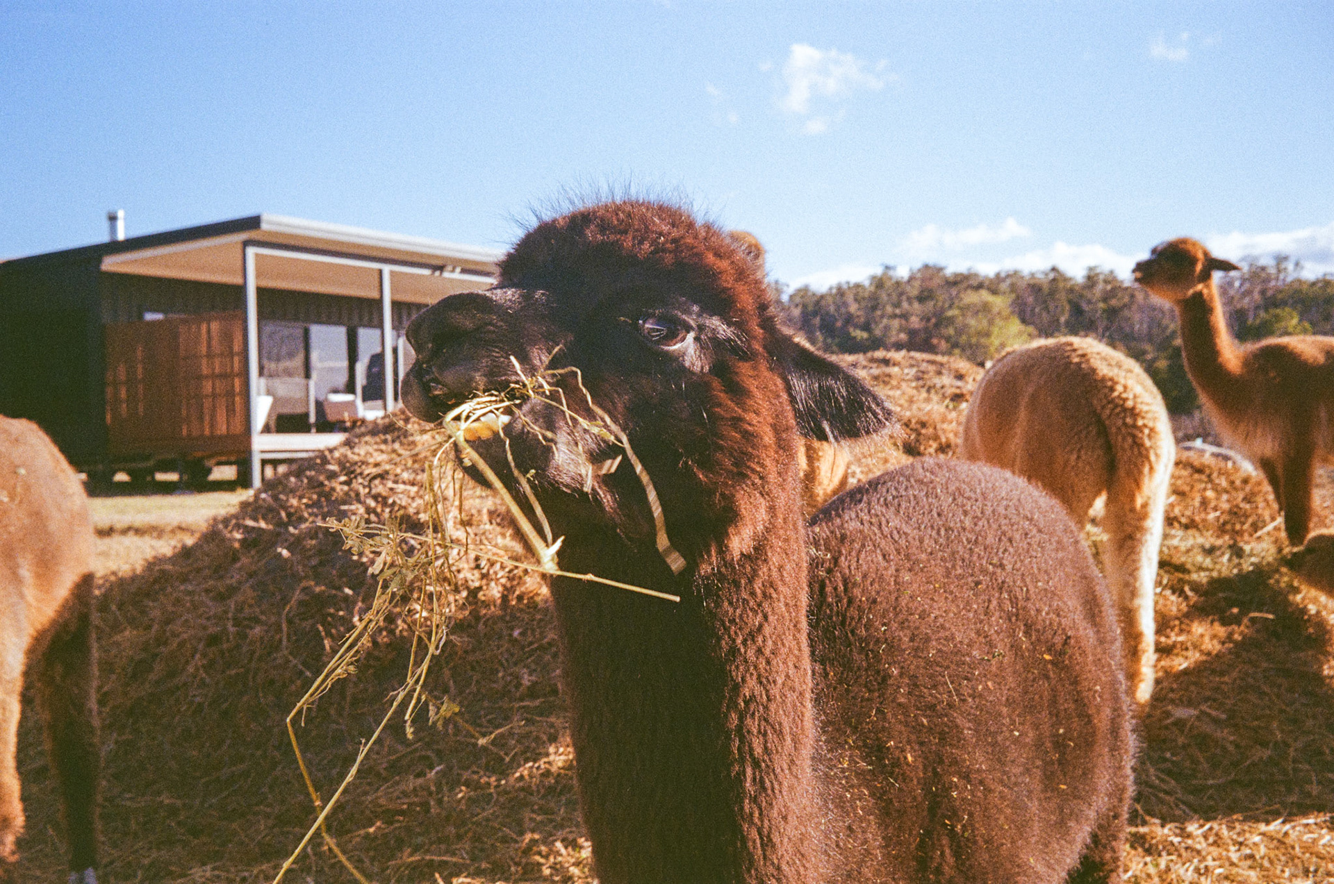 Kodak Gold 200