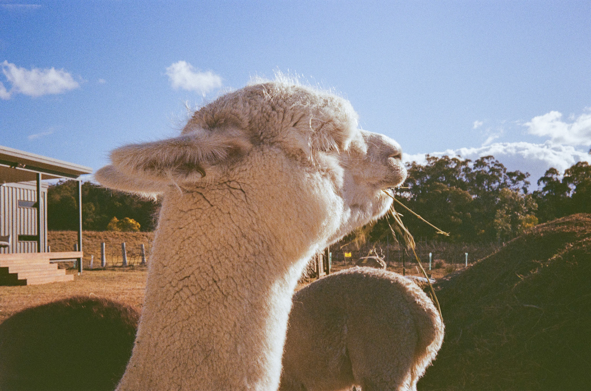 Kodak Gold 200